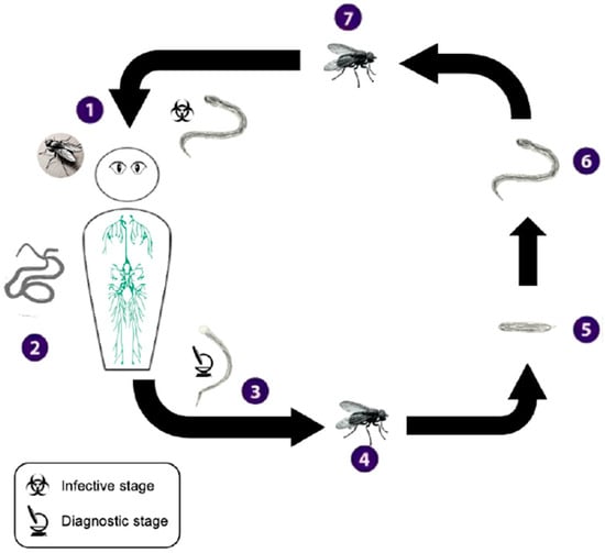 Viruses 17 00029 g0a4
