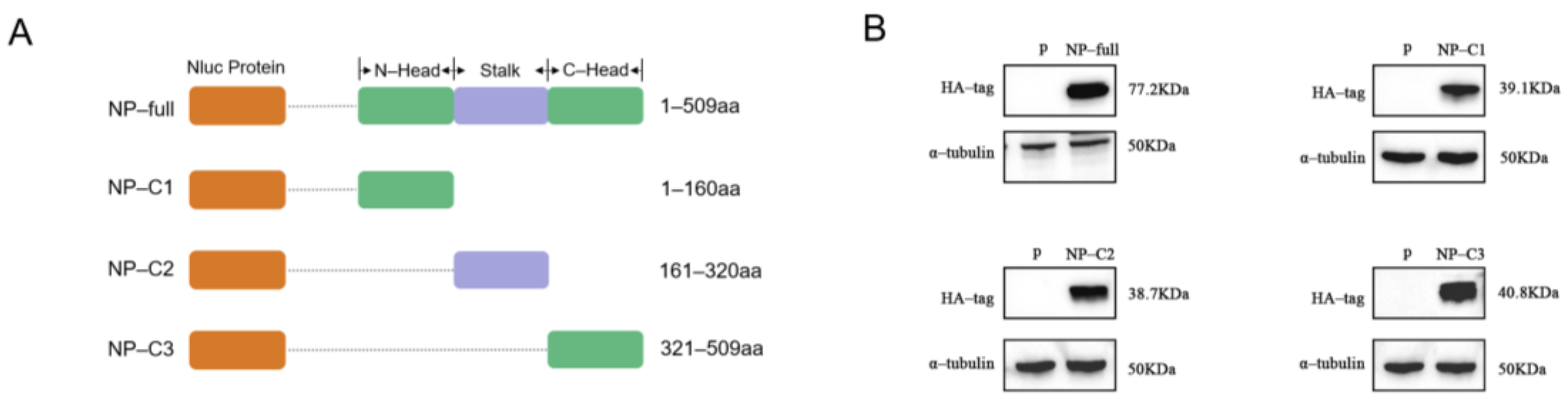 Viruses 17 00032 g002