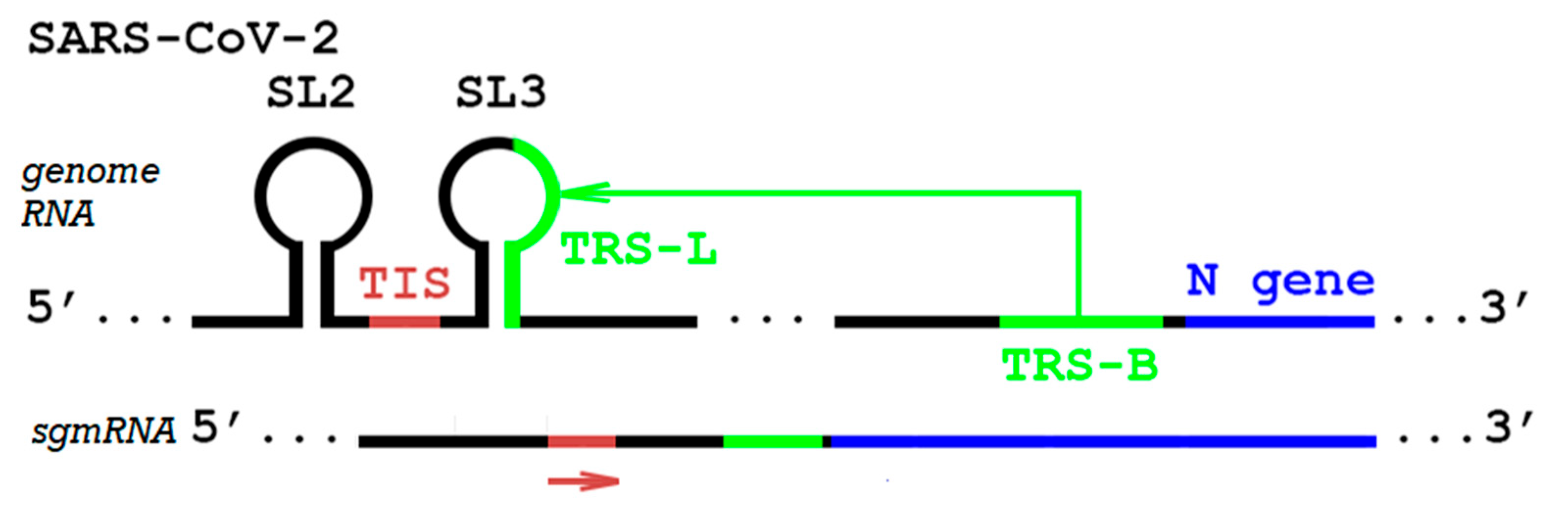 Viruses 17 00036 g001