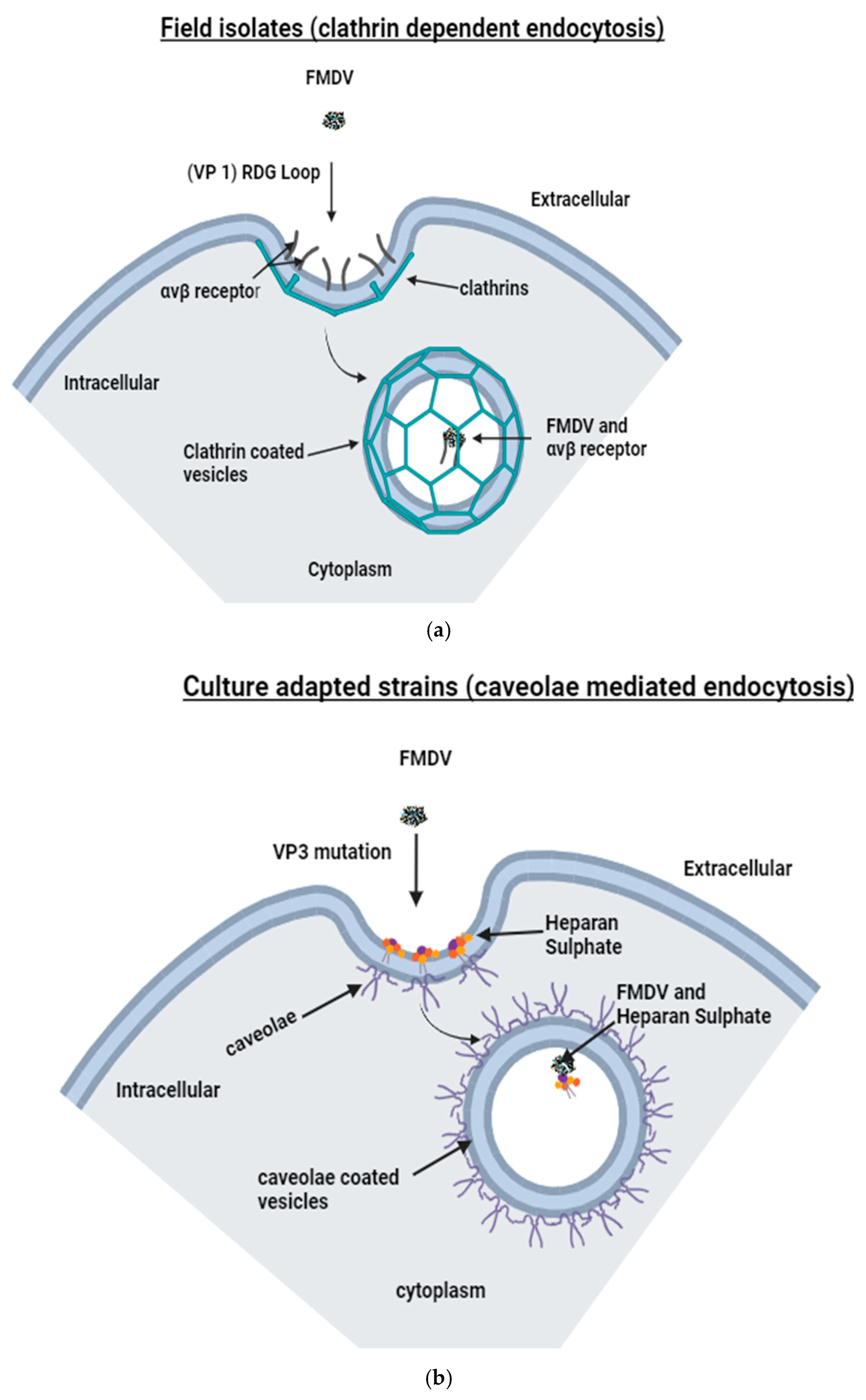 Viruses 17 00039 g001a