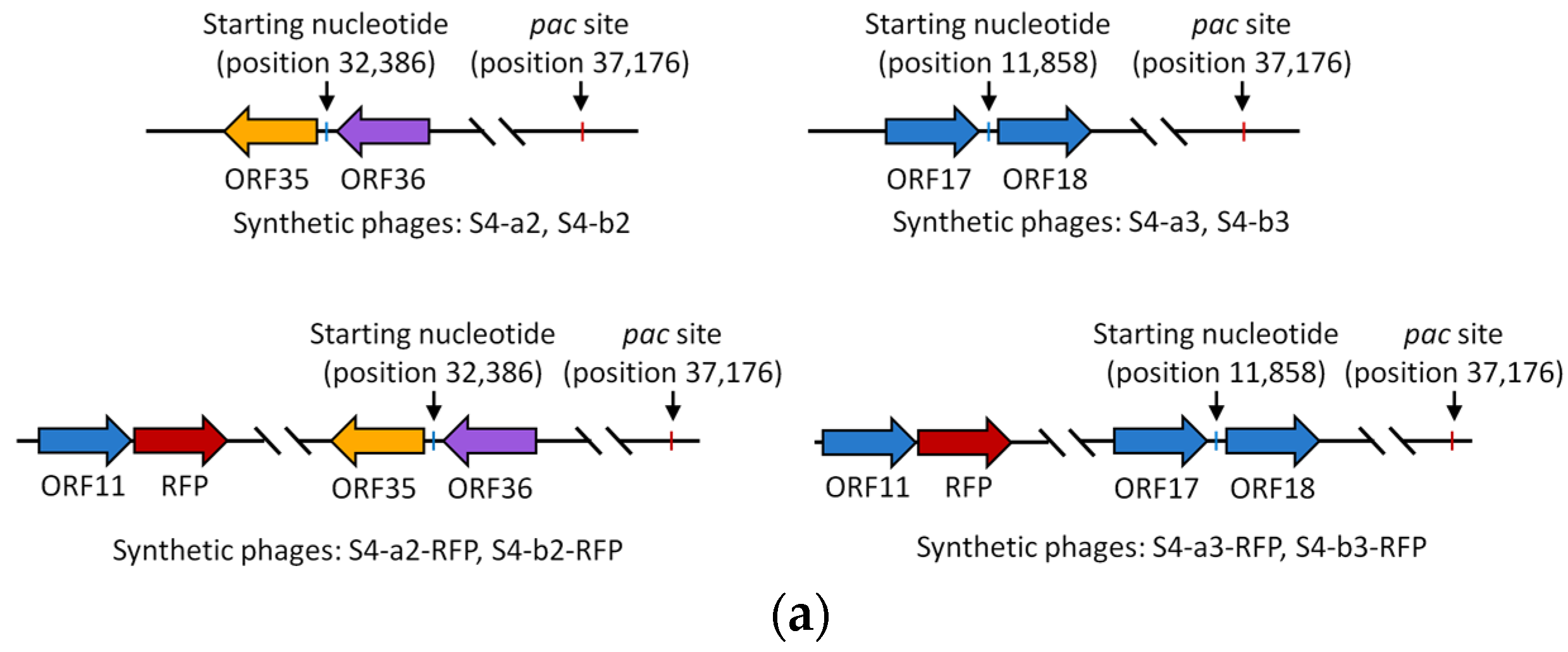 Viruses 17 00045 g003a