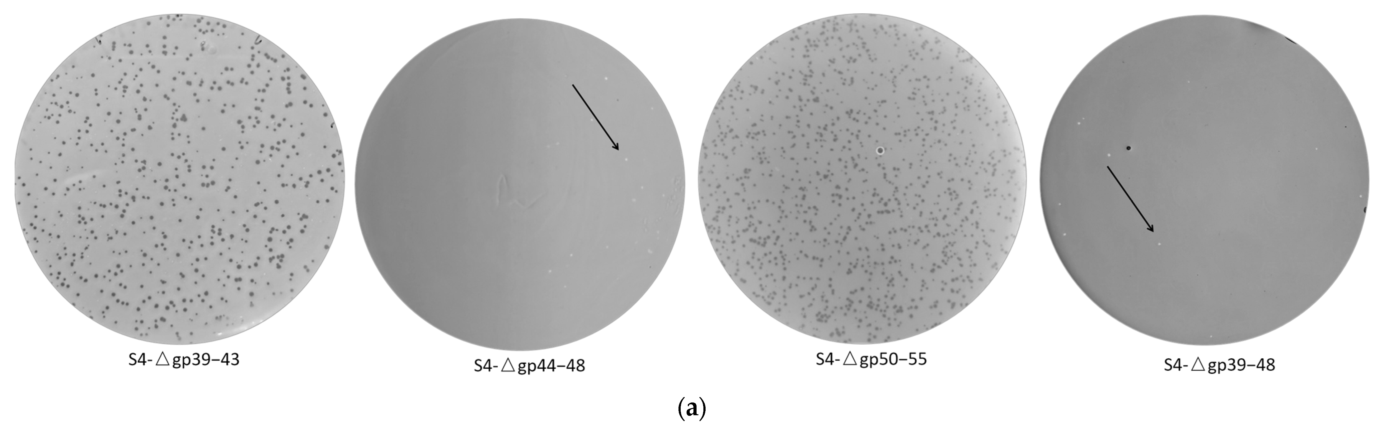 Viruses 17 00045 g004a