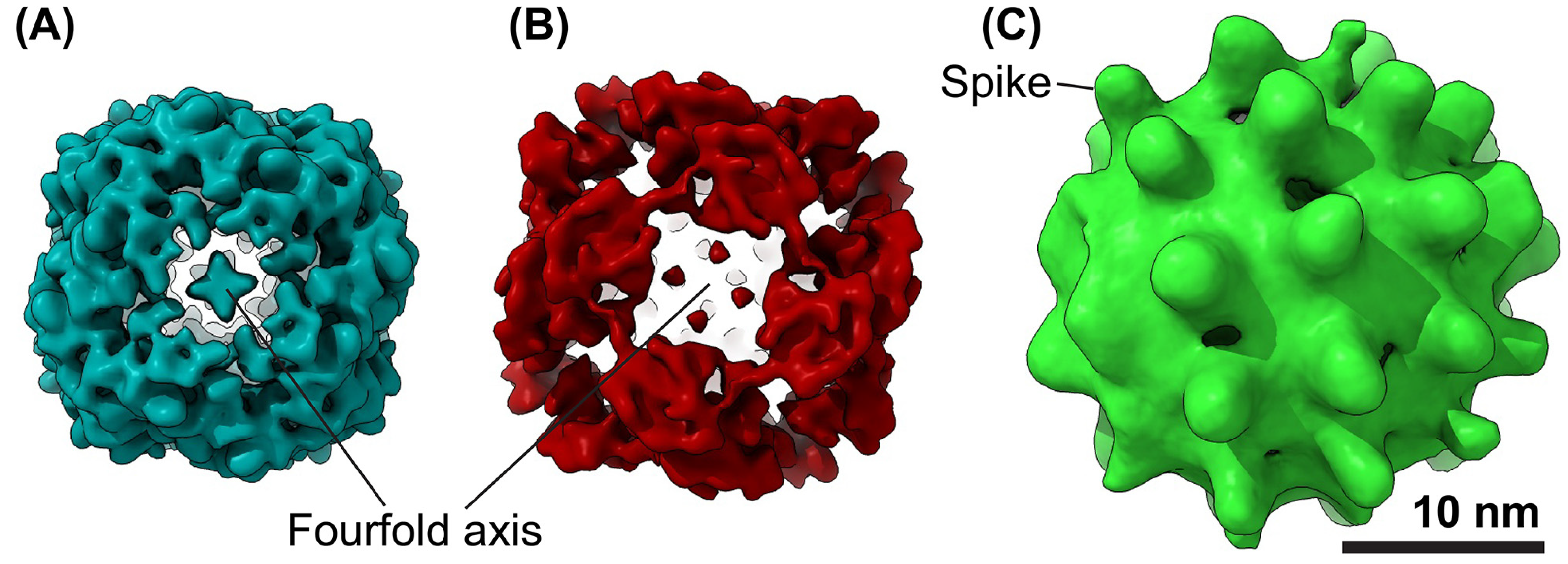 Viruses 17 00048 g003 Viruses 17 00048 g003