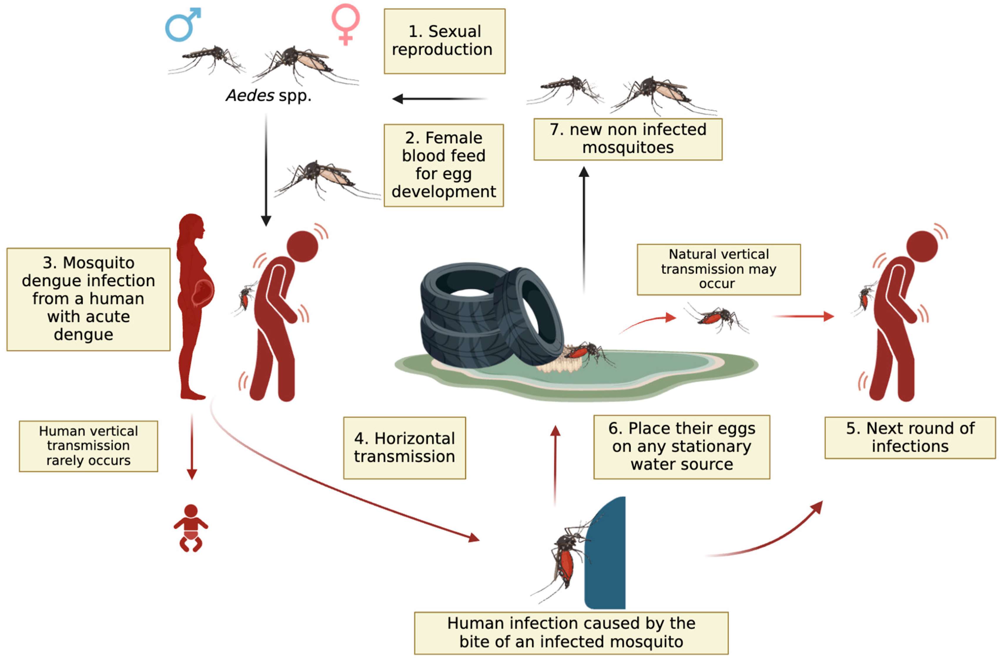 Viruses 17 00057 g001