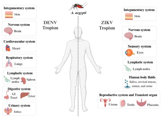 Viruses 17 00057 g005