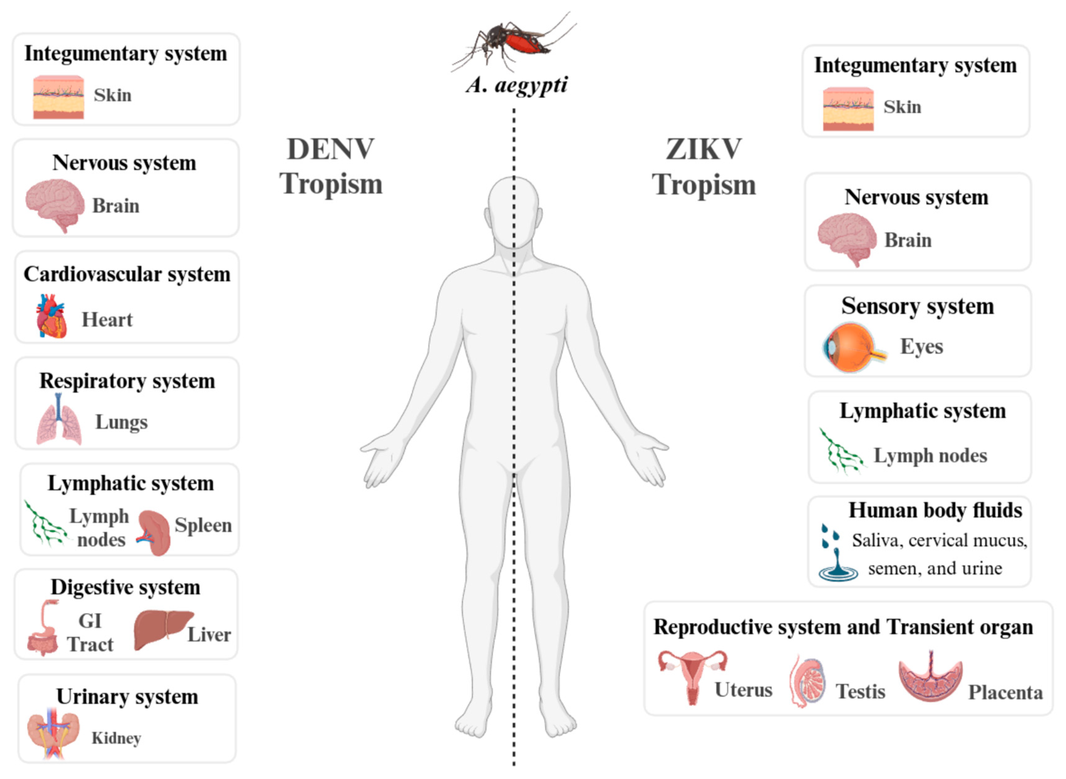 Viruses 17 00057 g005