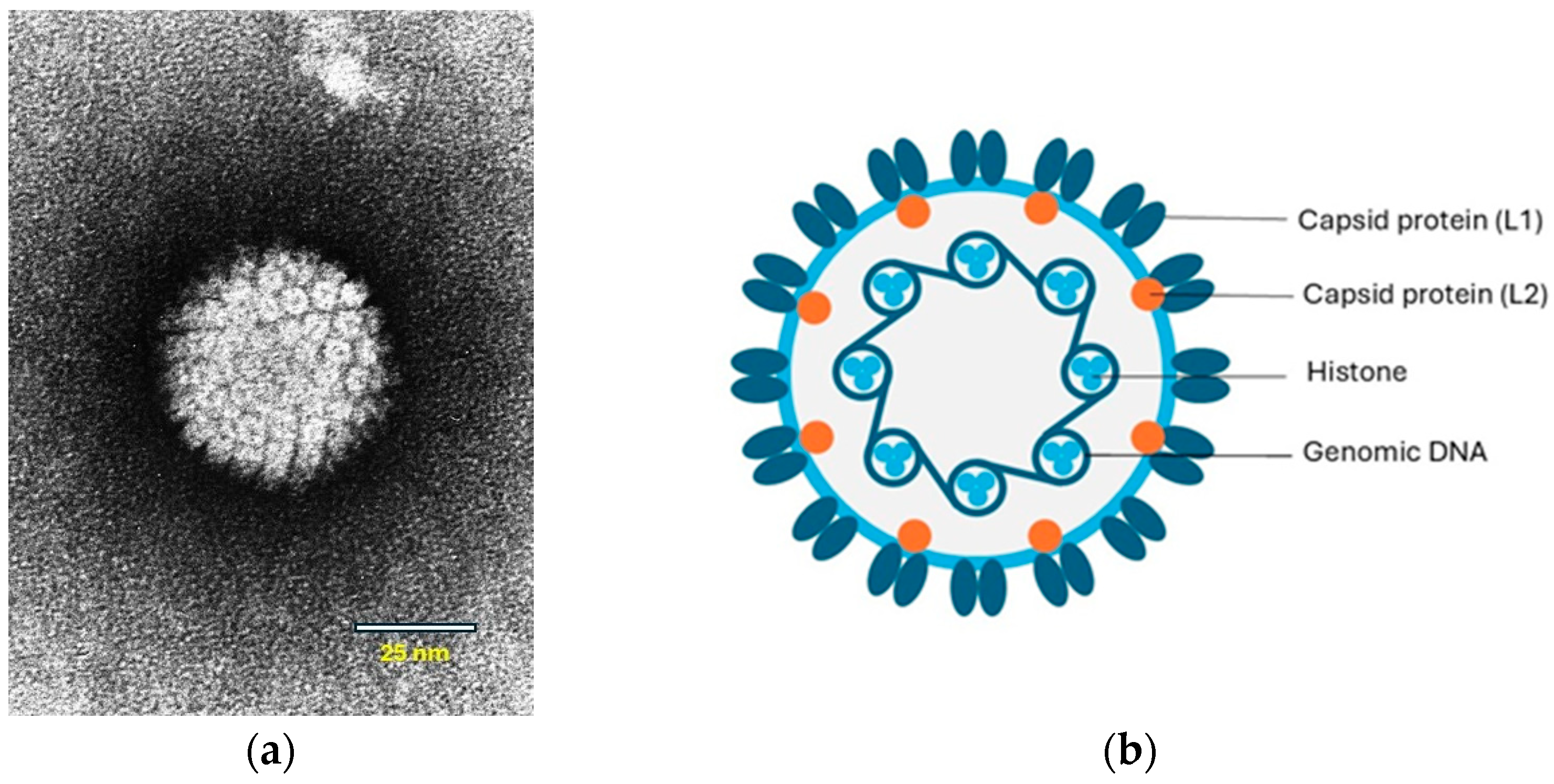 Viruses 17 00059 g001