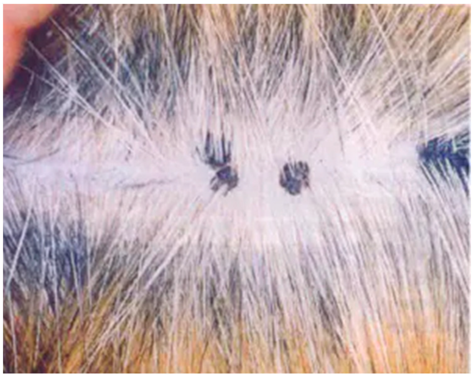 Viruses 17 00059 g003