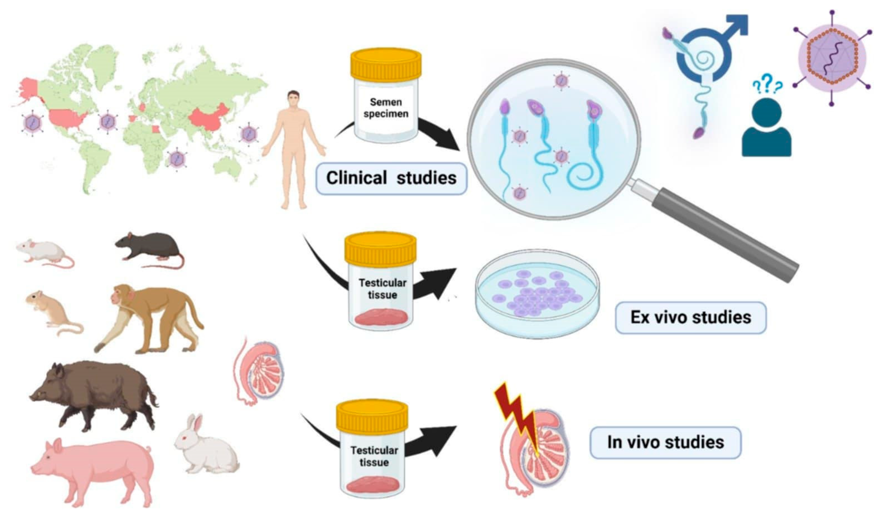 Viruses 17 00066 g001