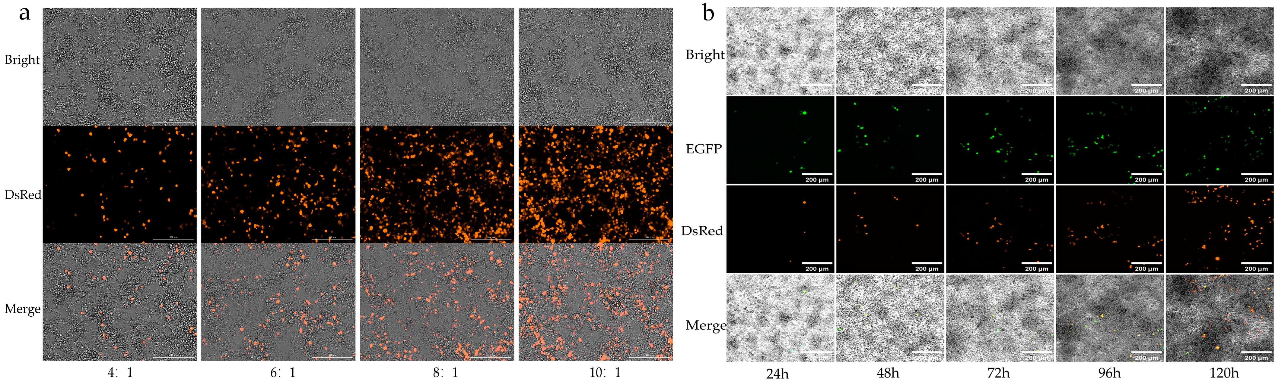 Viruses 17 00067 g002 Viruses 17 00067 g002