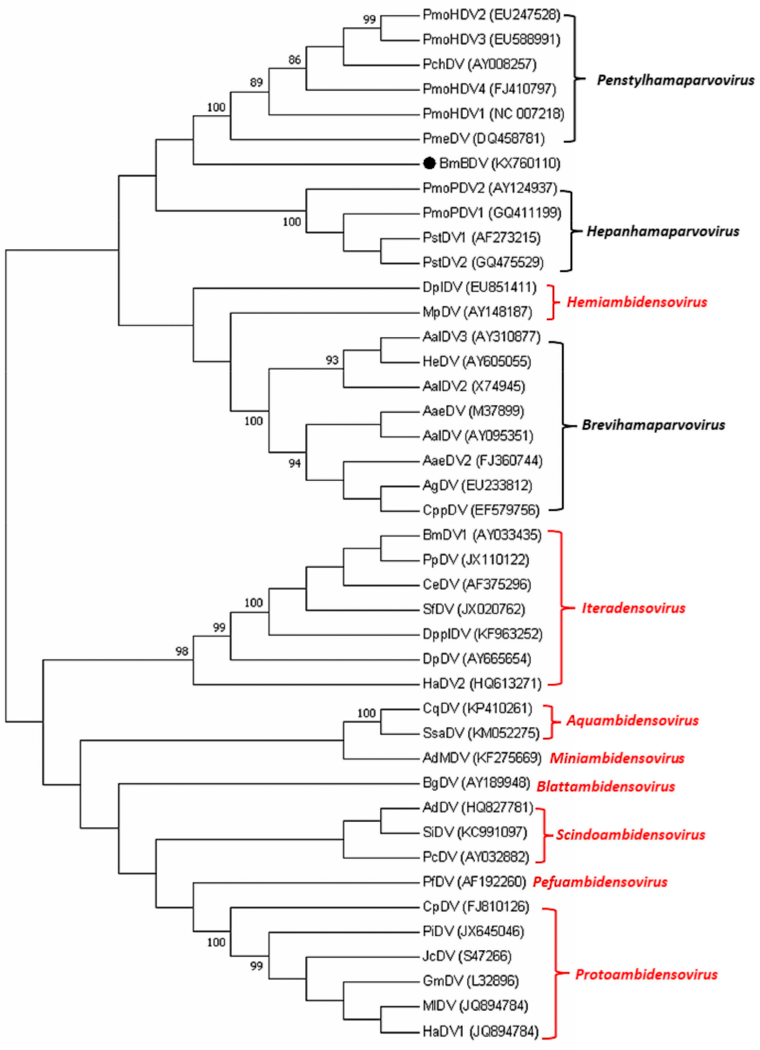 Viruses 17 00071 g001