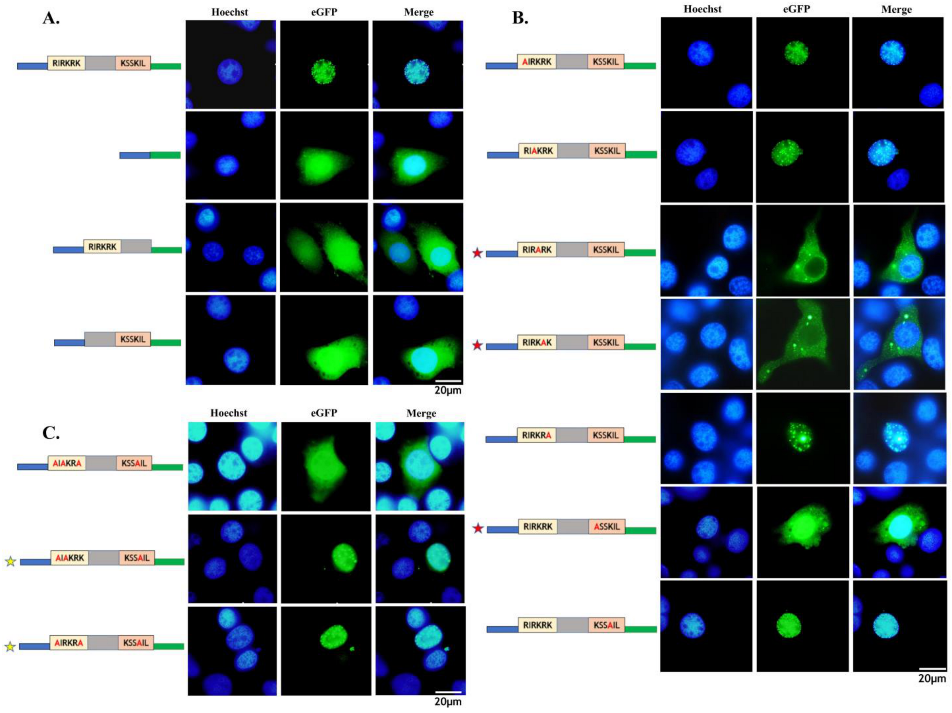 Viruses 17 00071 g003