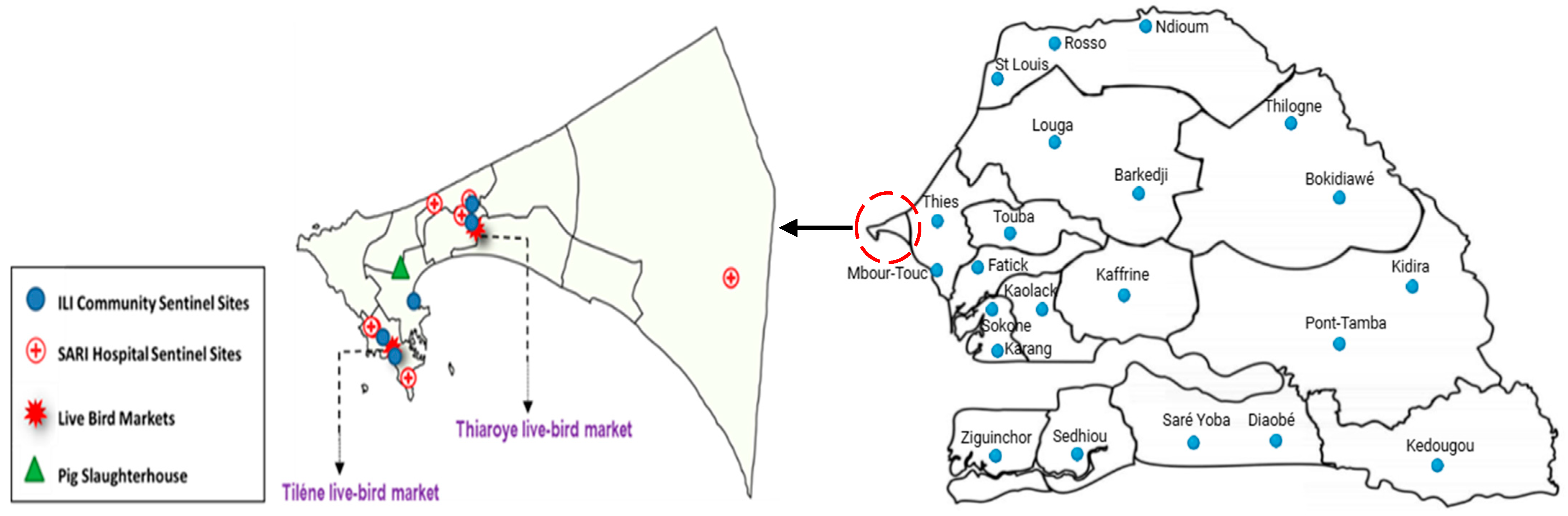 Viruses 17 00073 g001