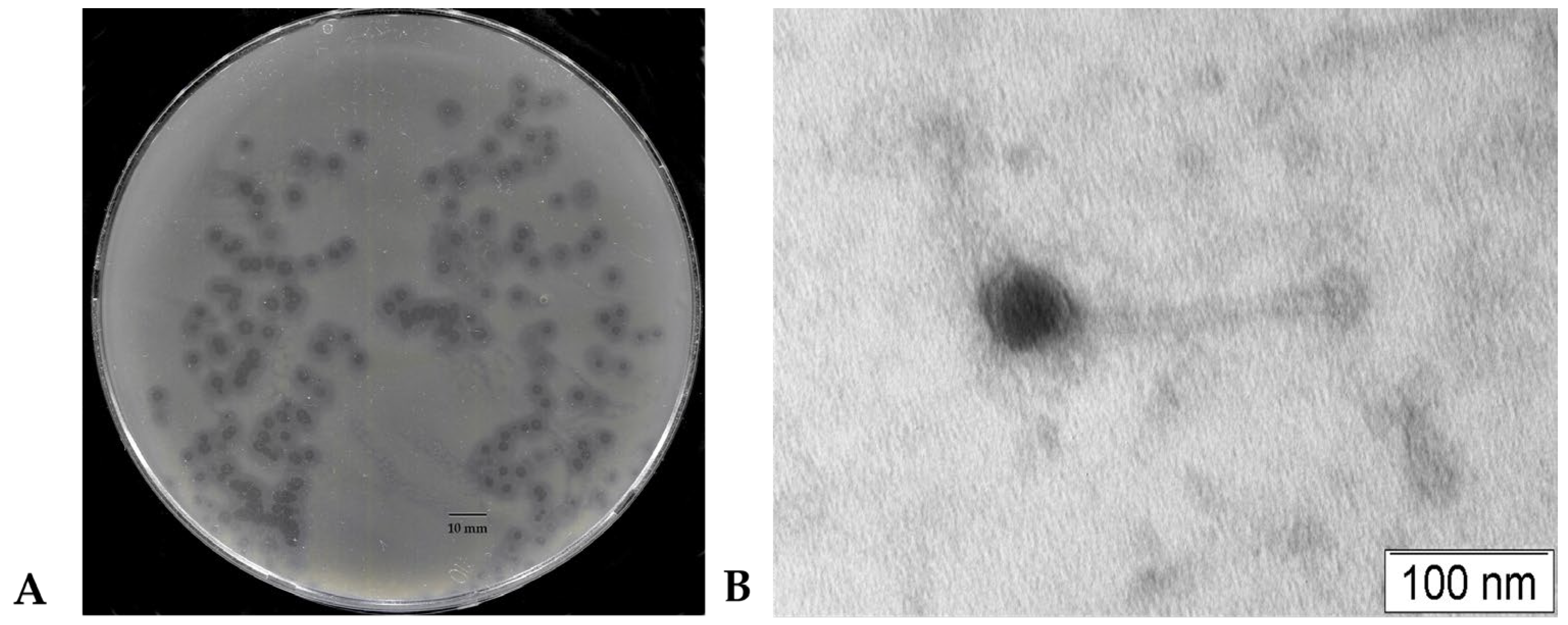 Viruses 17 00083 g001