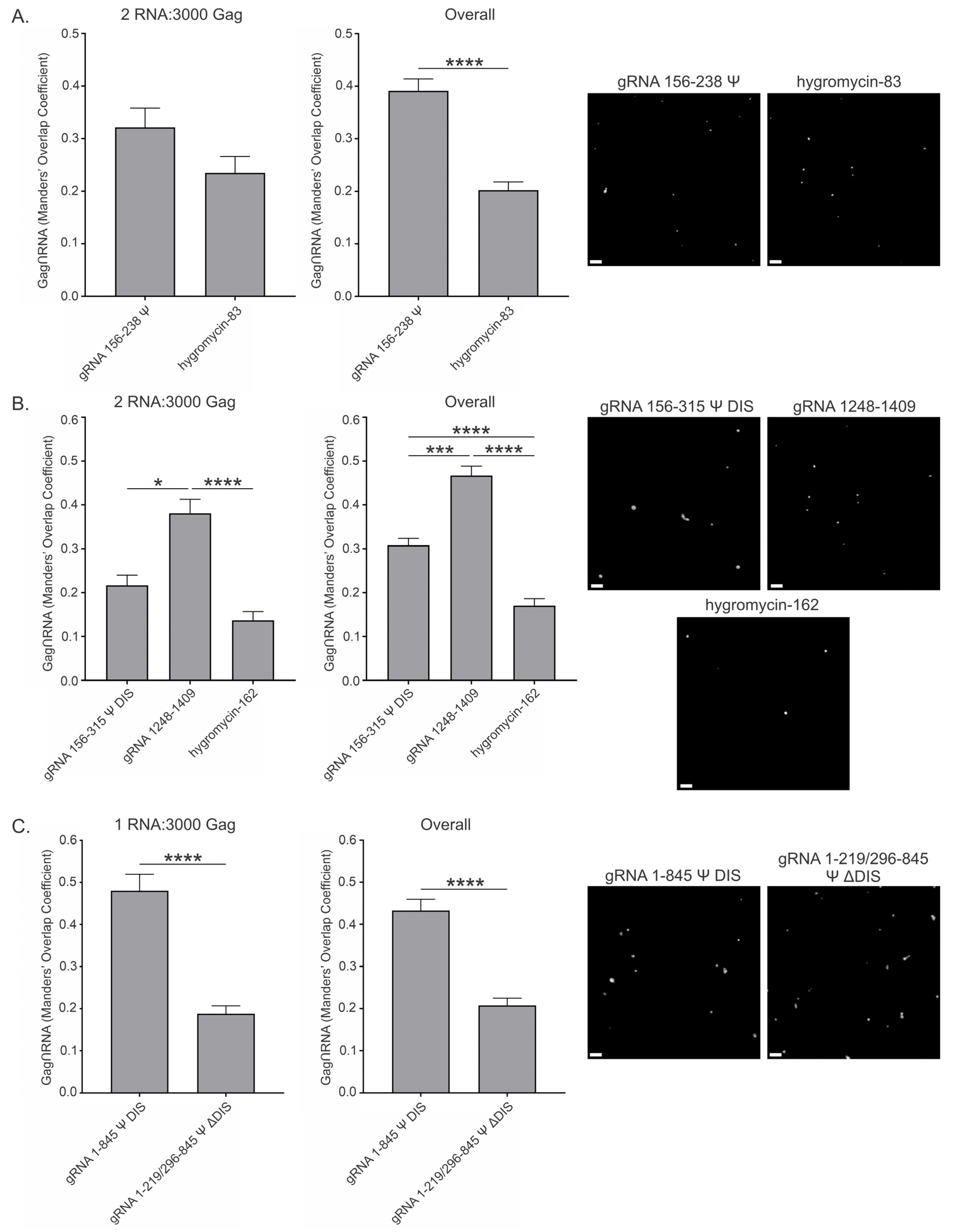 Viruses 17 00097 g007