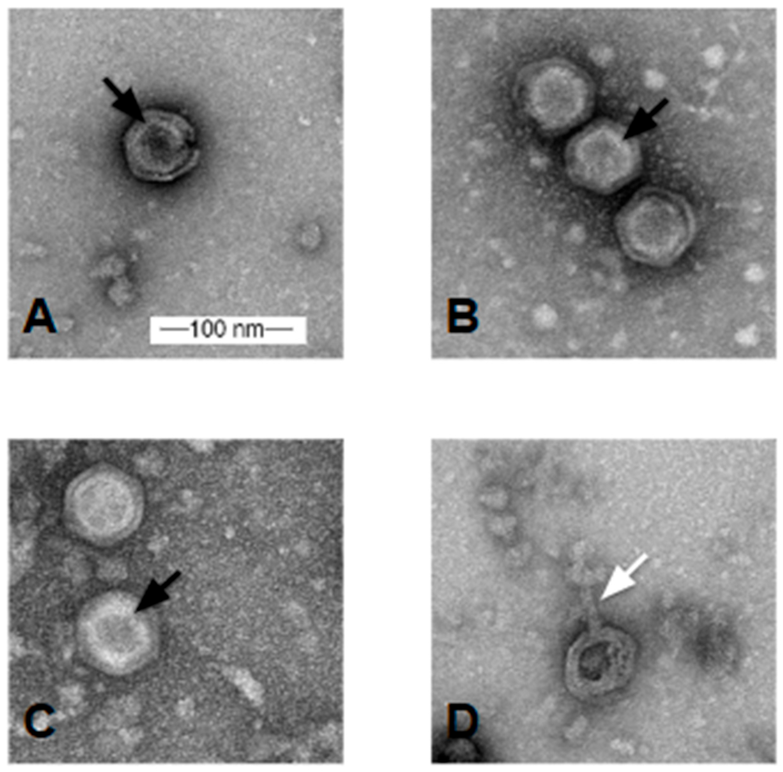 Viruses 17 00113 g003 Viruses 17 00113 g003
