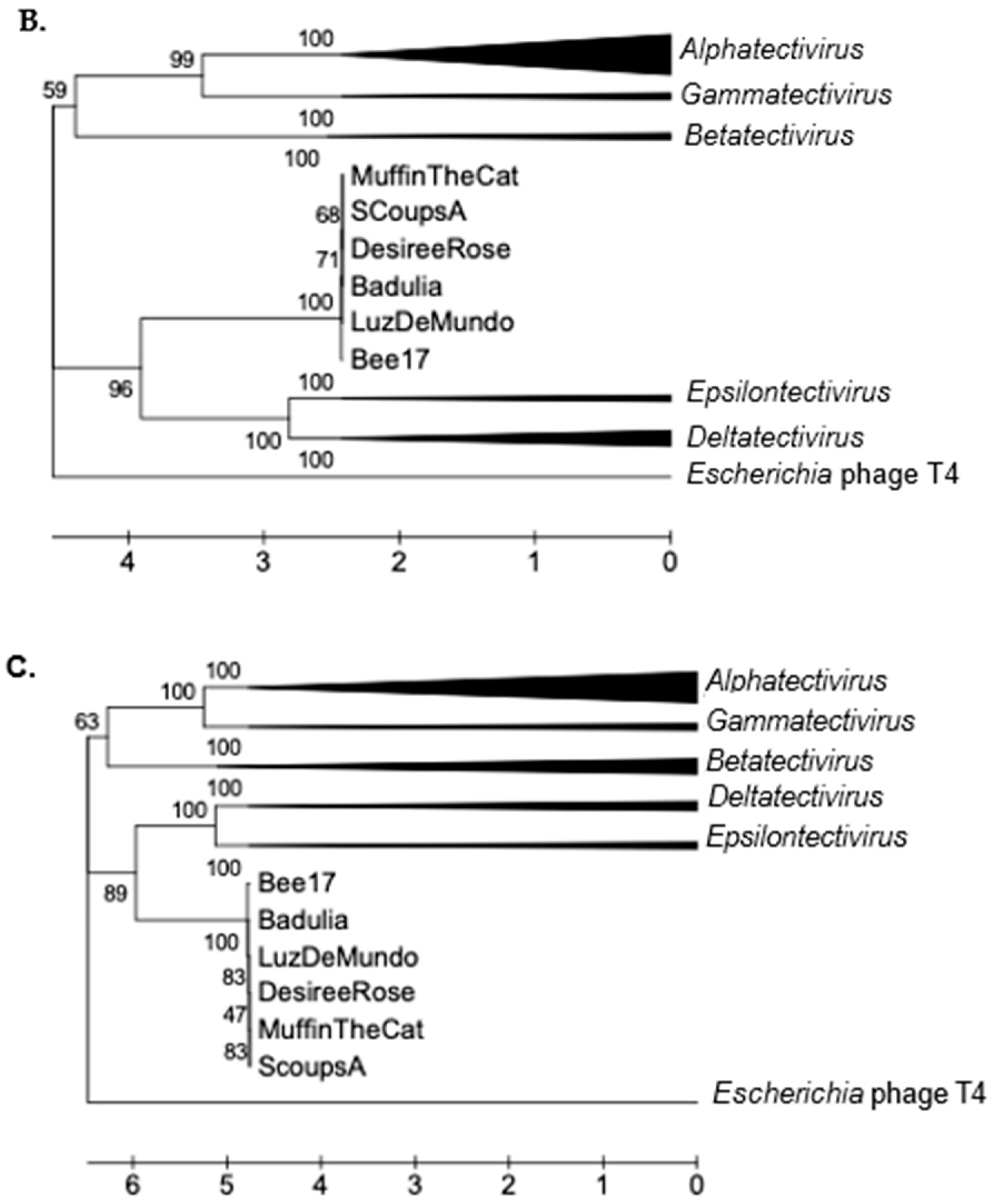Viruses 17 00113 g008b Viruses 17 00113 g008b
