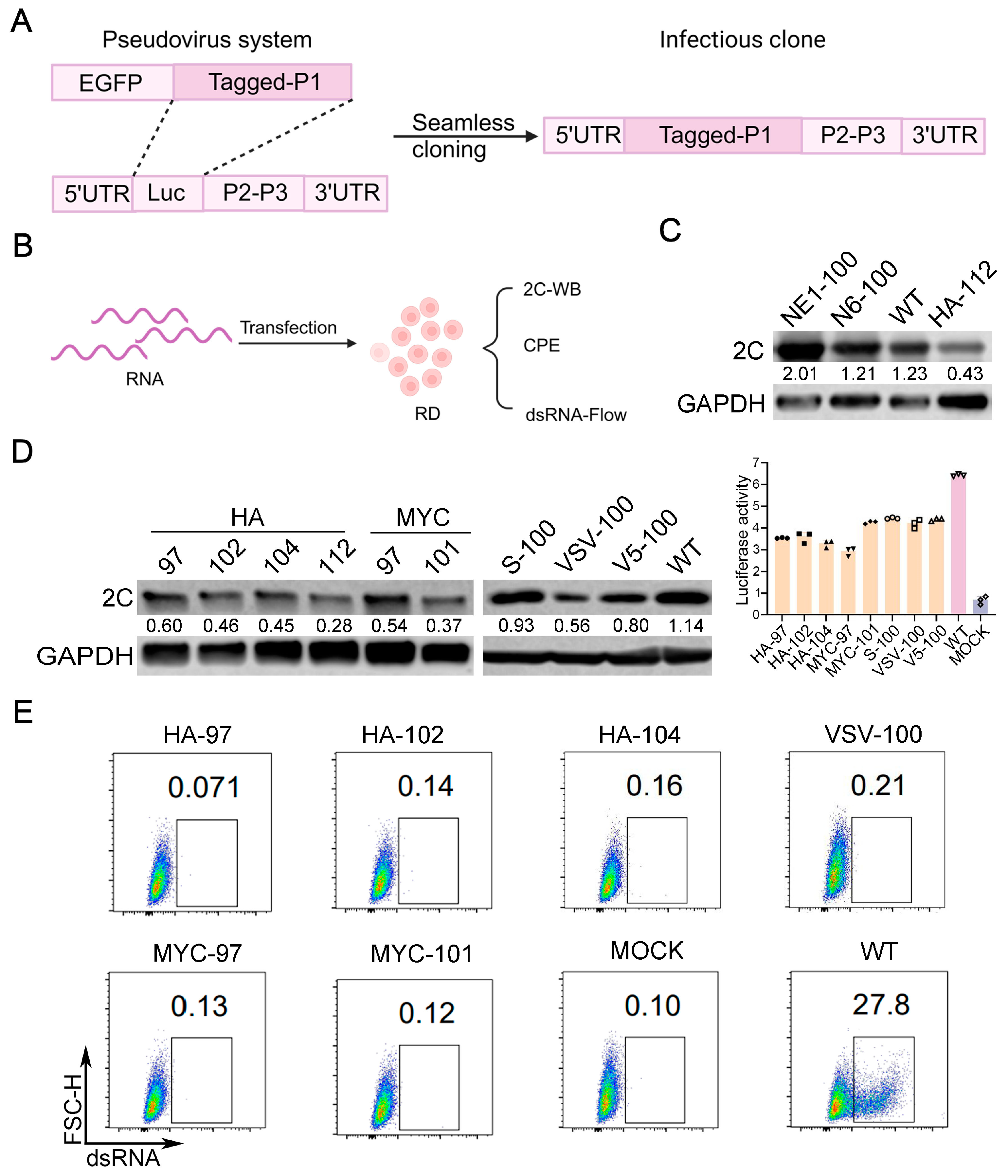 Viruses 17 00128 g002 Viruses 17 00128 g002
