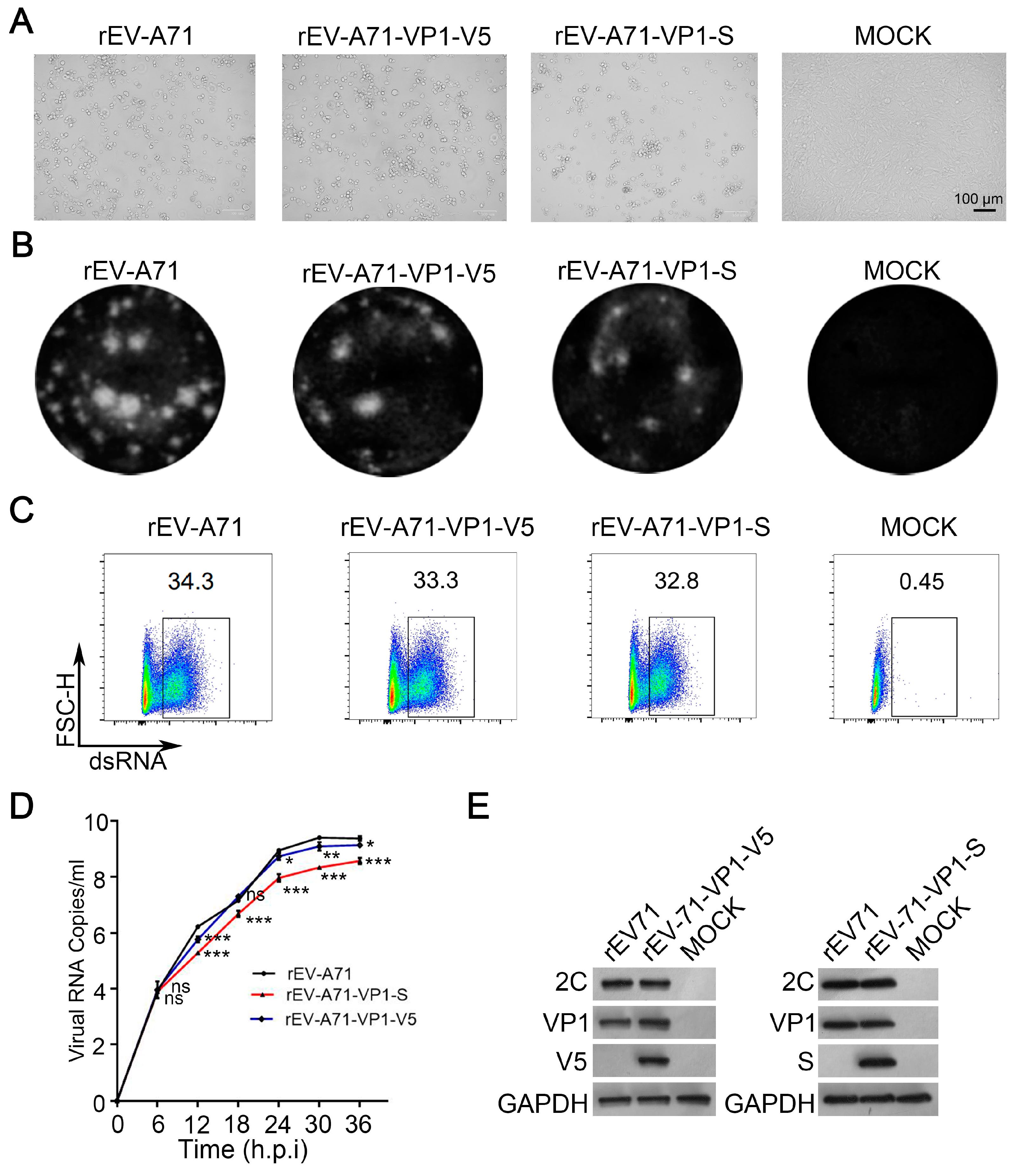 Viruses 17 00128 g003 Viruses 17 00128 g003