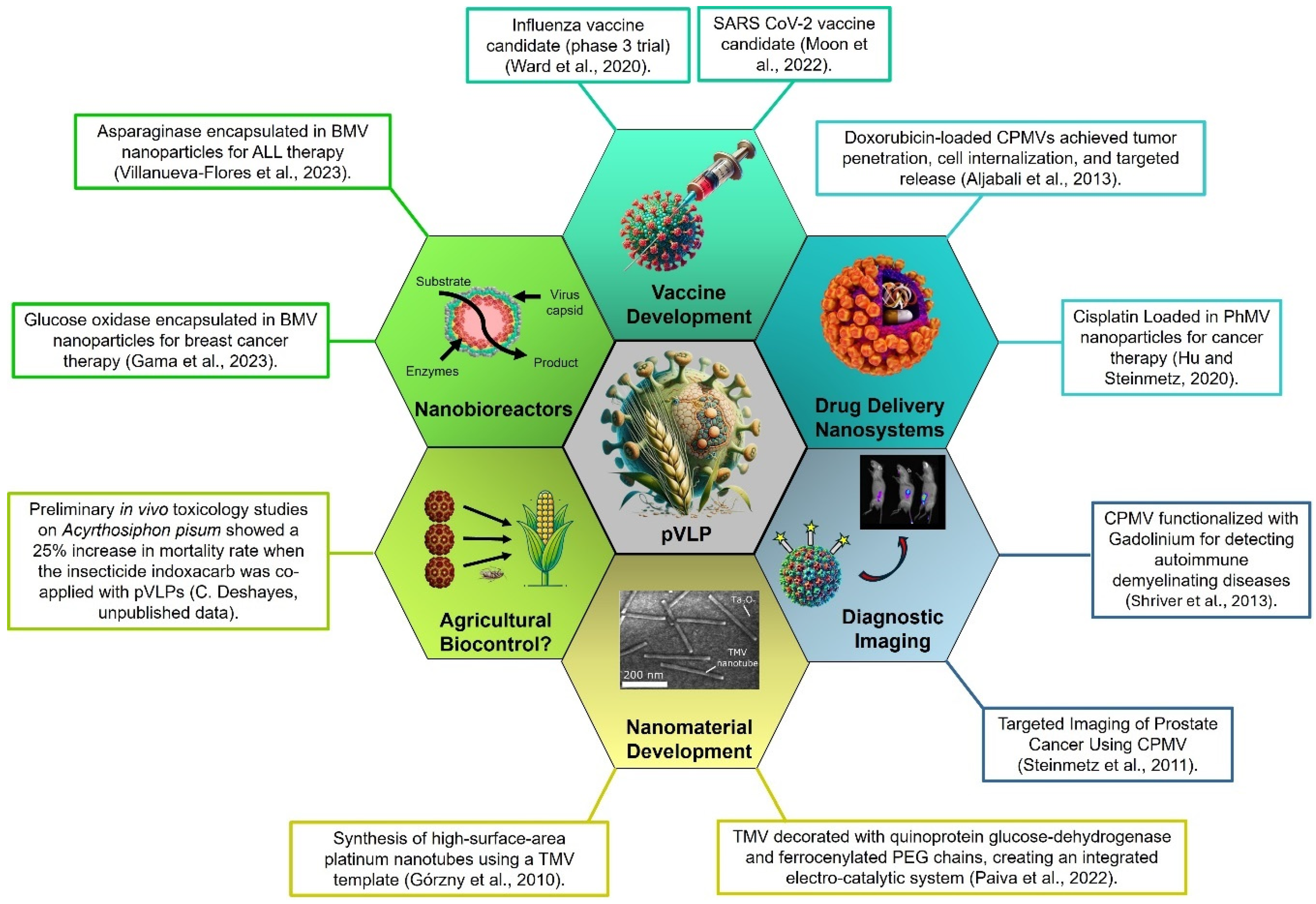 Viruses 17 00148 g001