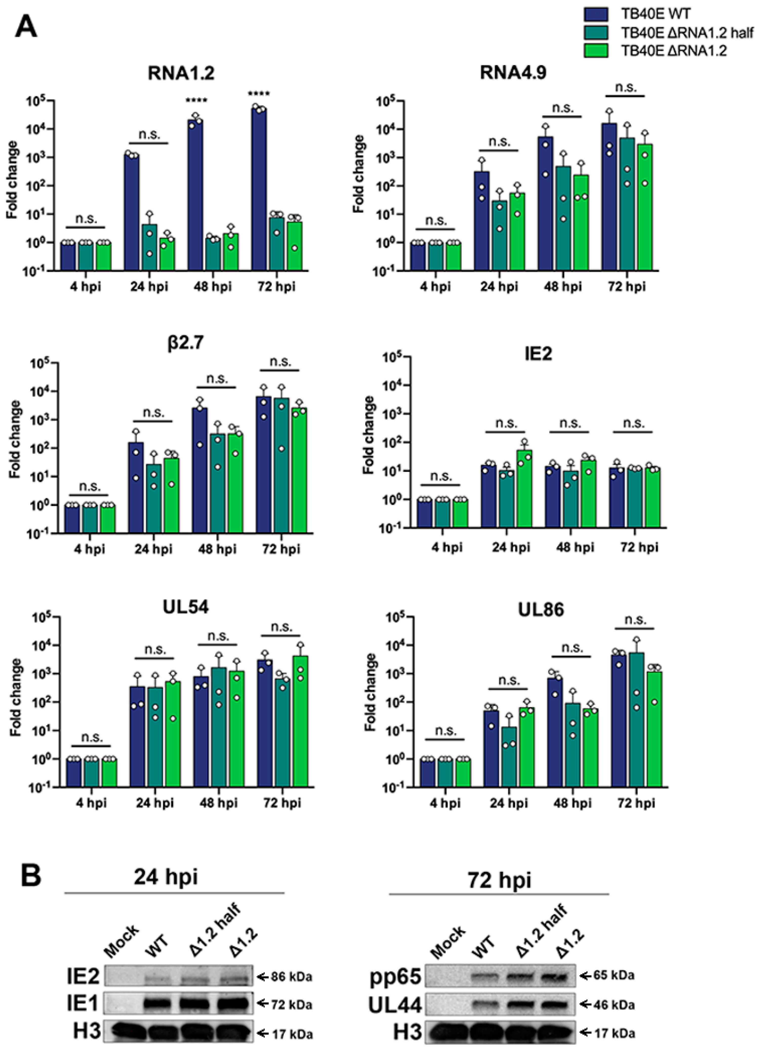 Viruses 17 00149 g002