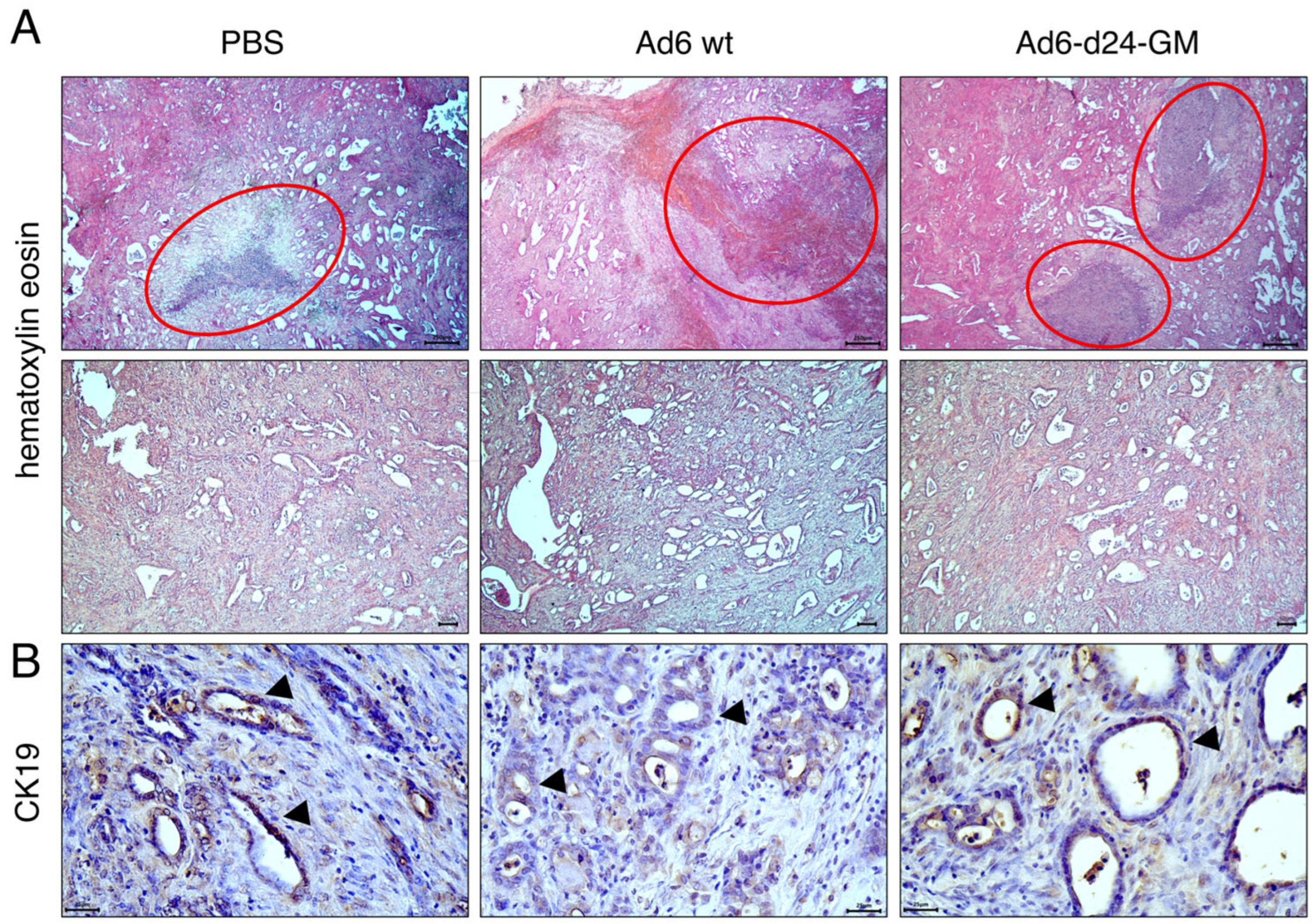 Viruses 17 00162 g005