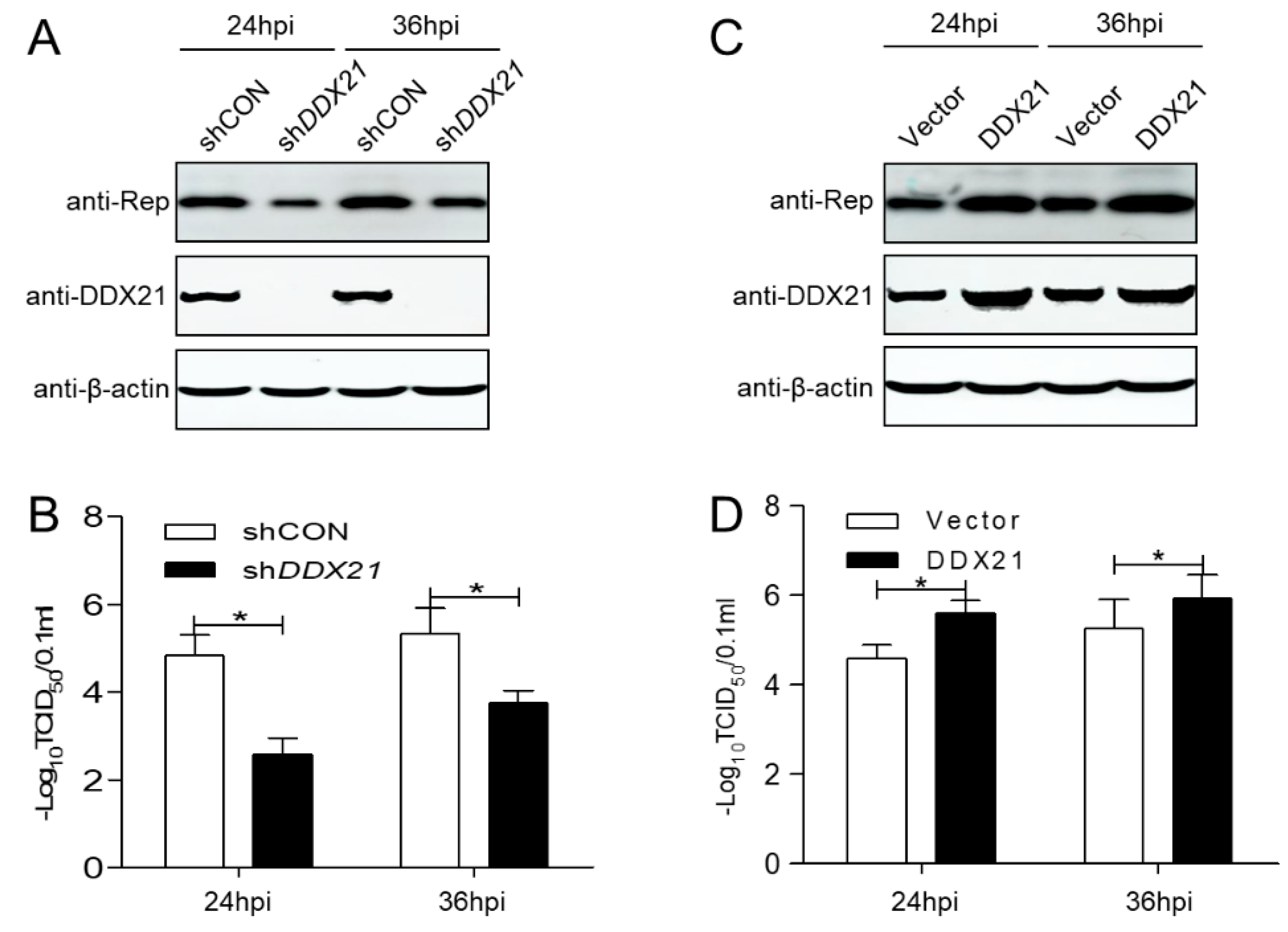 Viruses 17 00166 g002