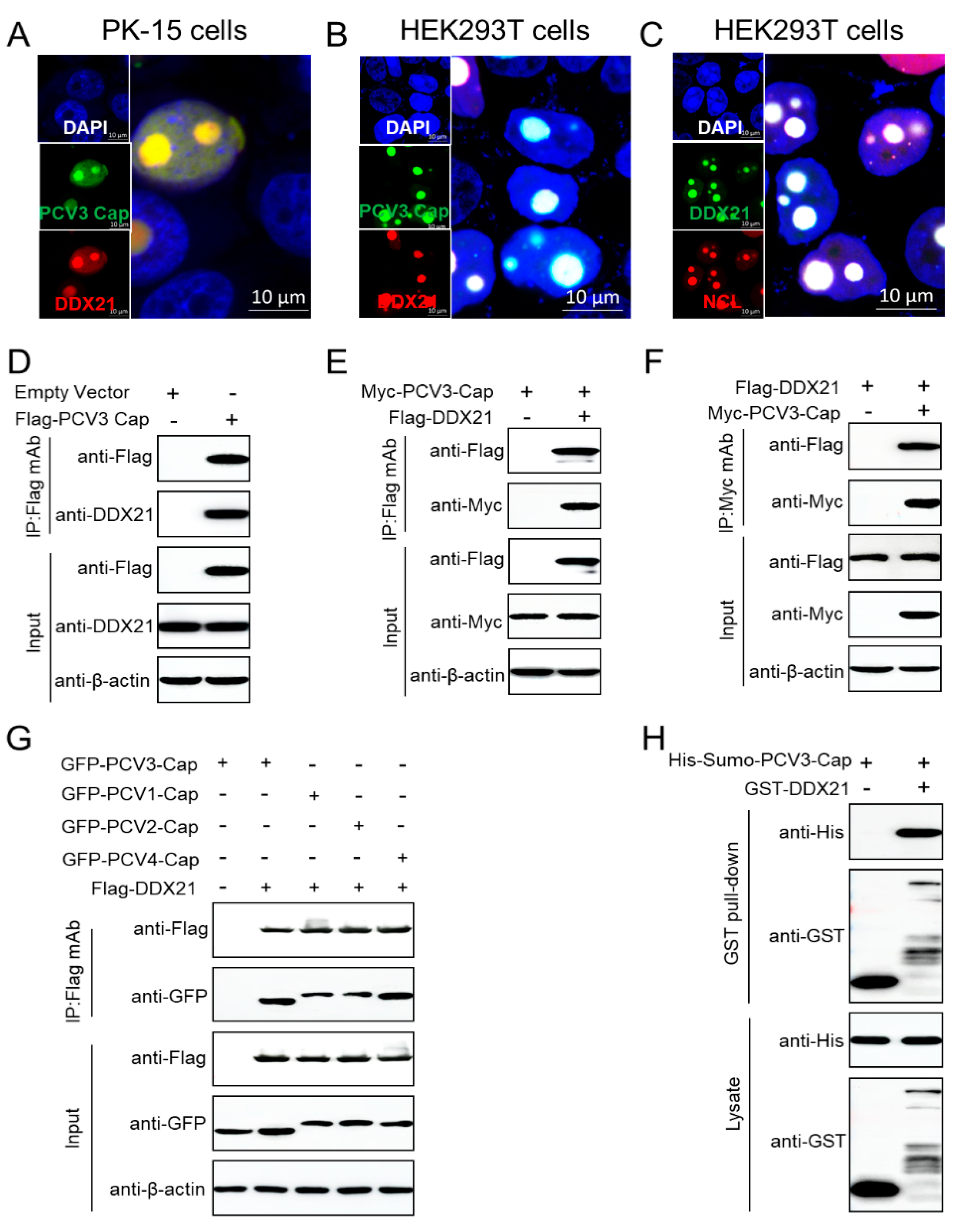 Viruses 17 00166 g003