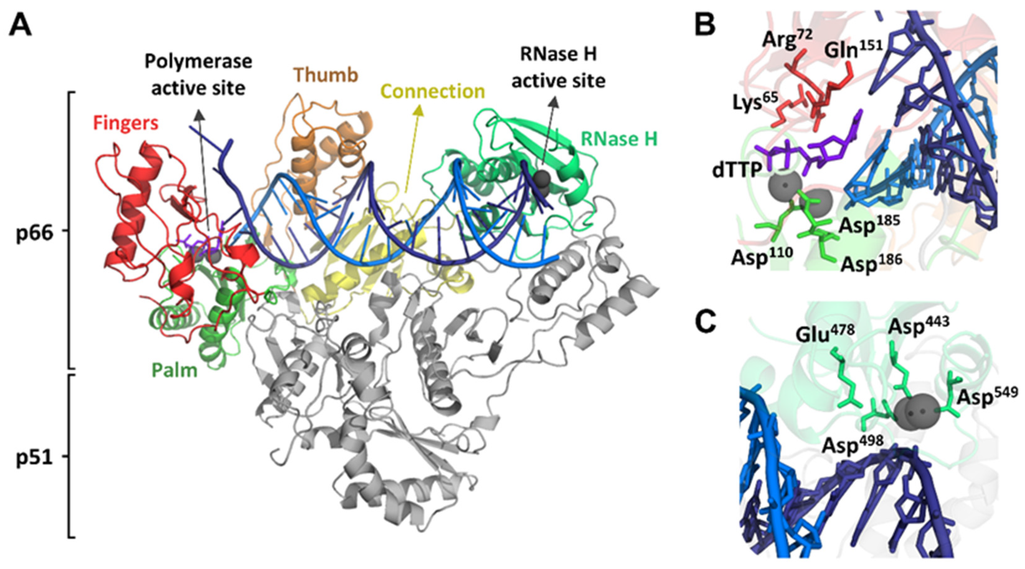 Viruses 17 00173 g001
