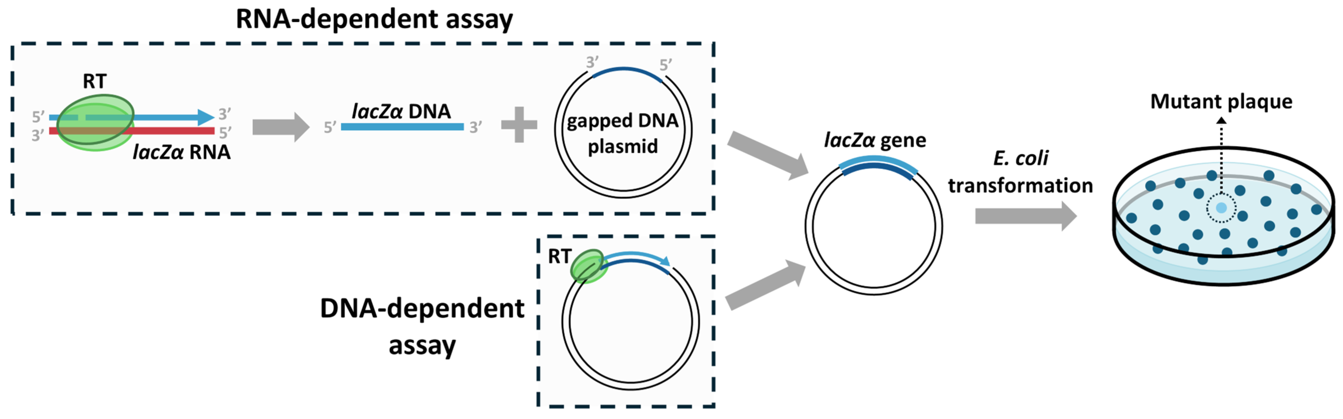 Viruses 17 00173 g002