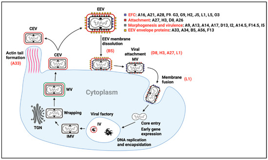 Viruses 17 00186 g001
