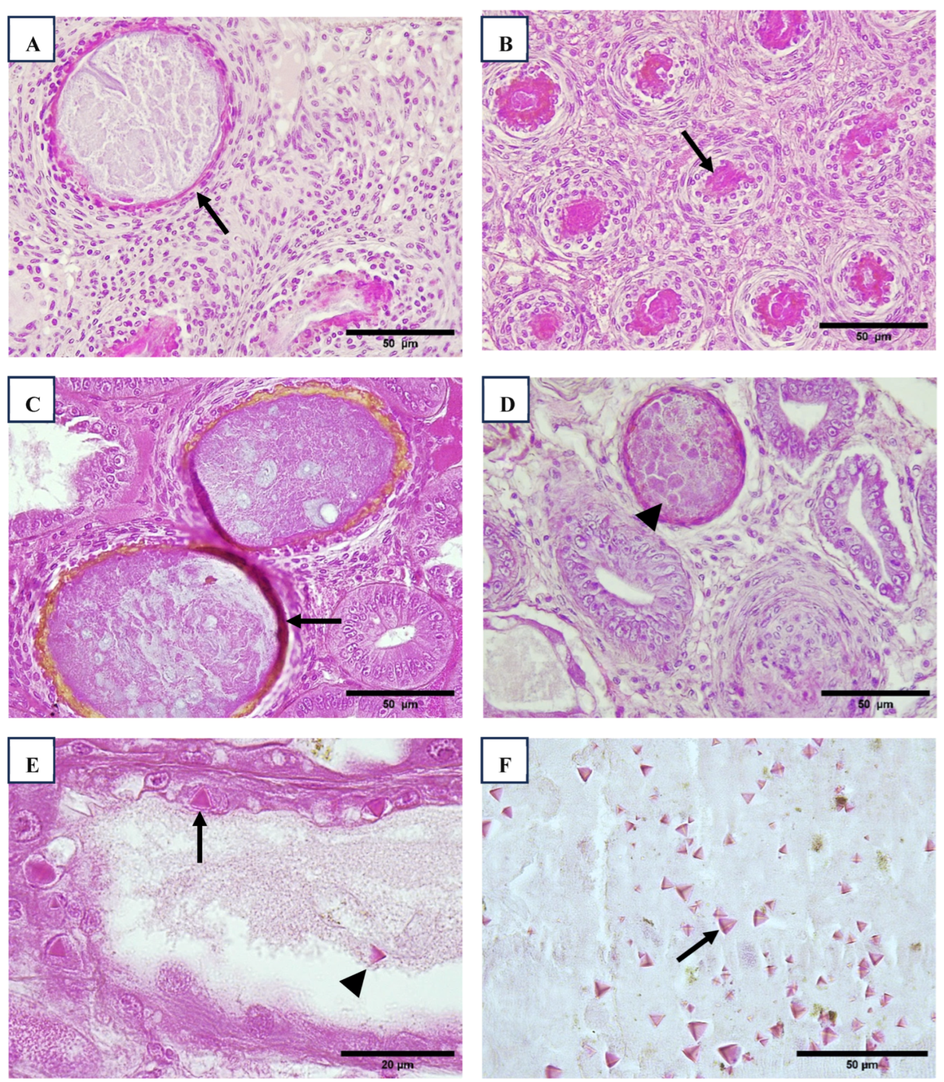 Viruses 17 00187 g002