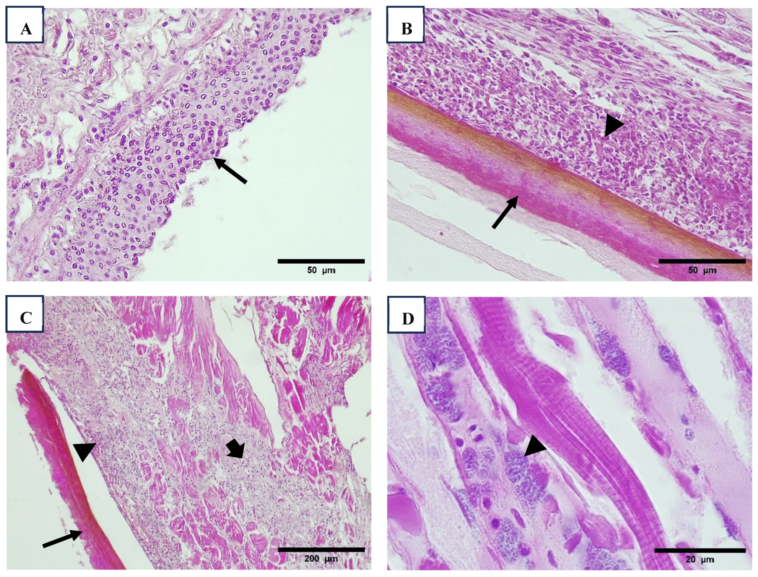 Viruses 17 00187 g003
