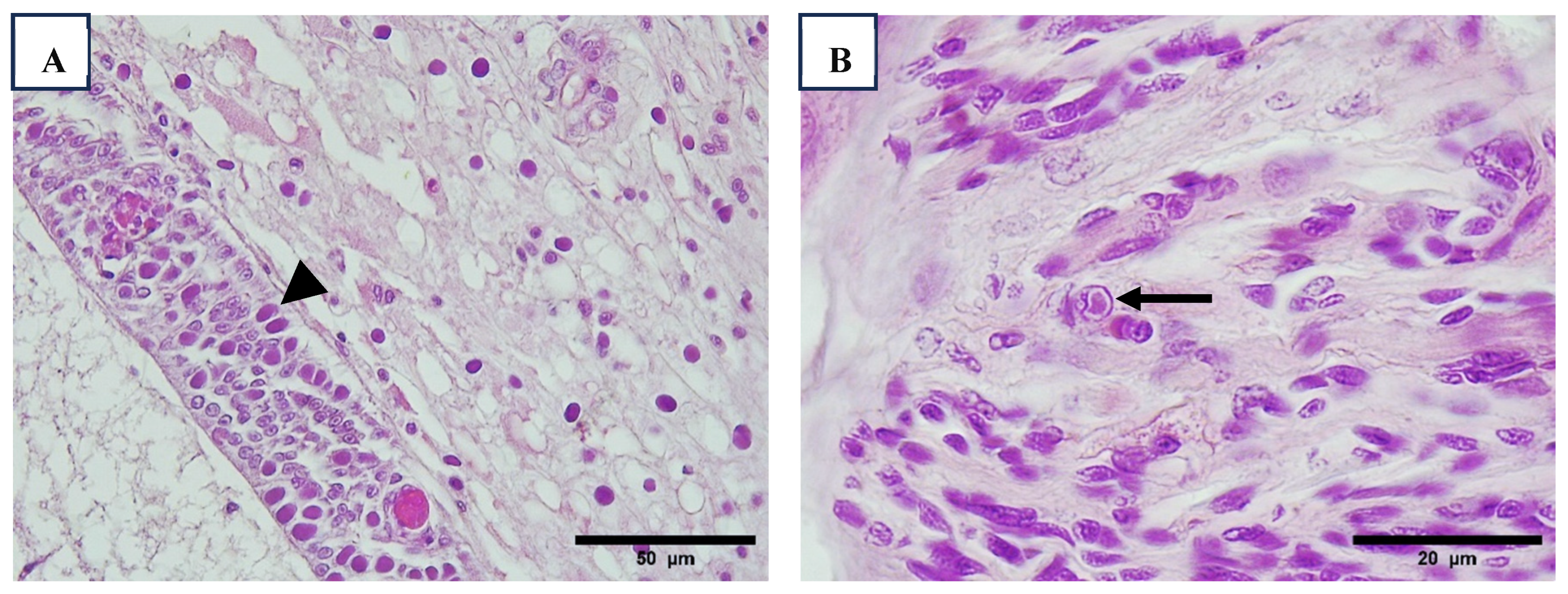 Viruses 17 00187 g006