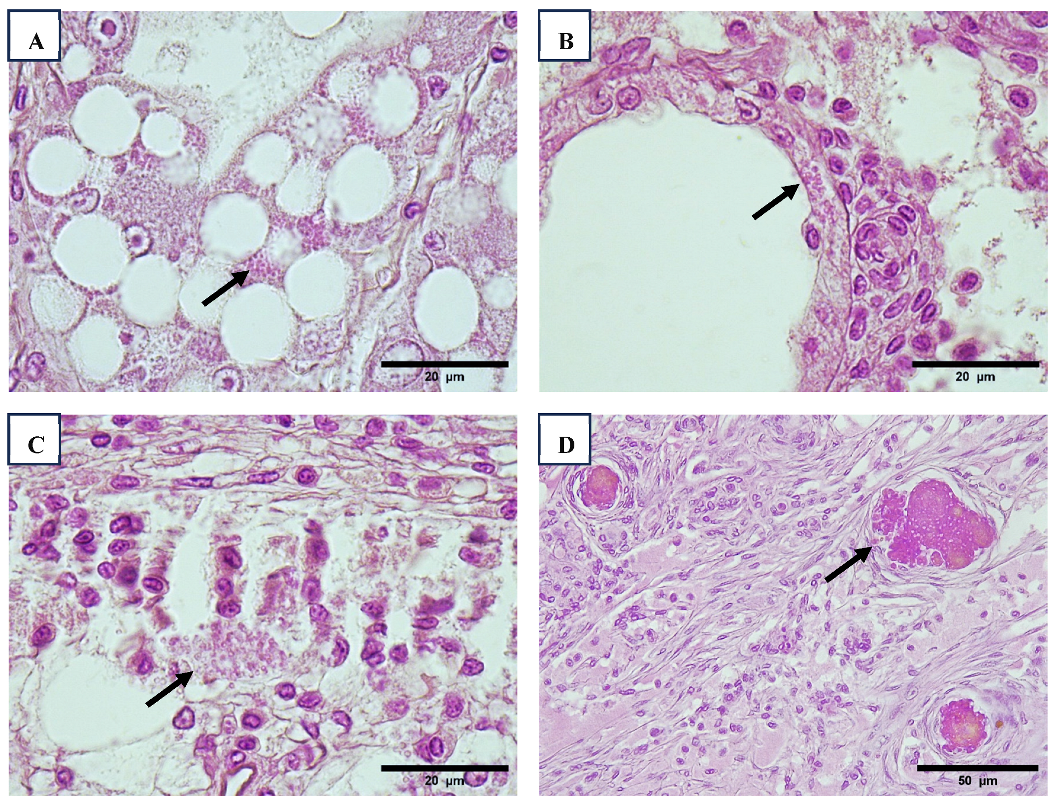 Viruses 17 00187 g007