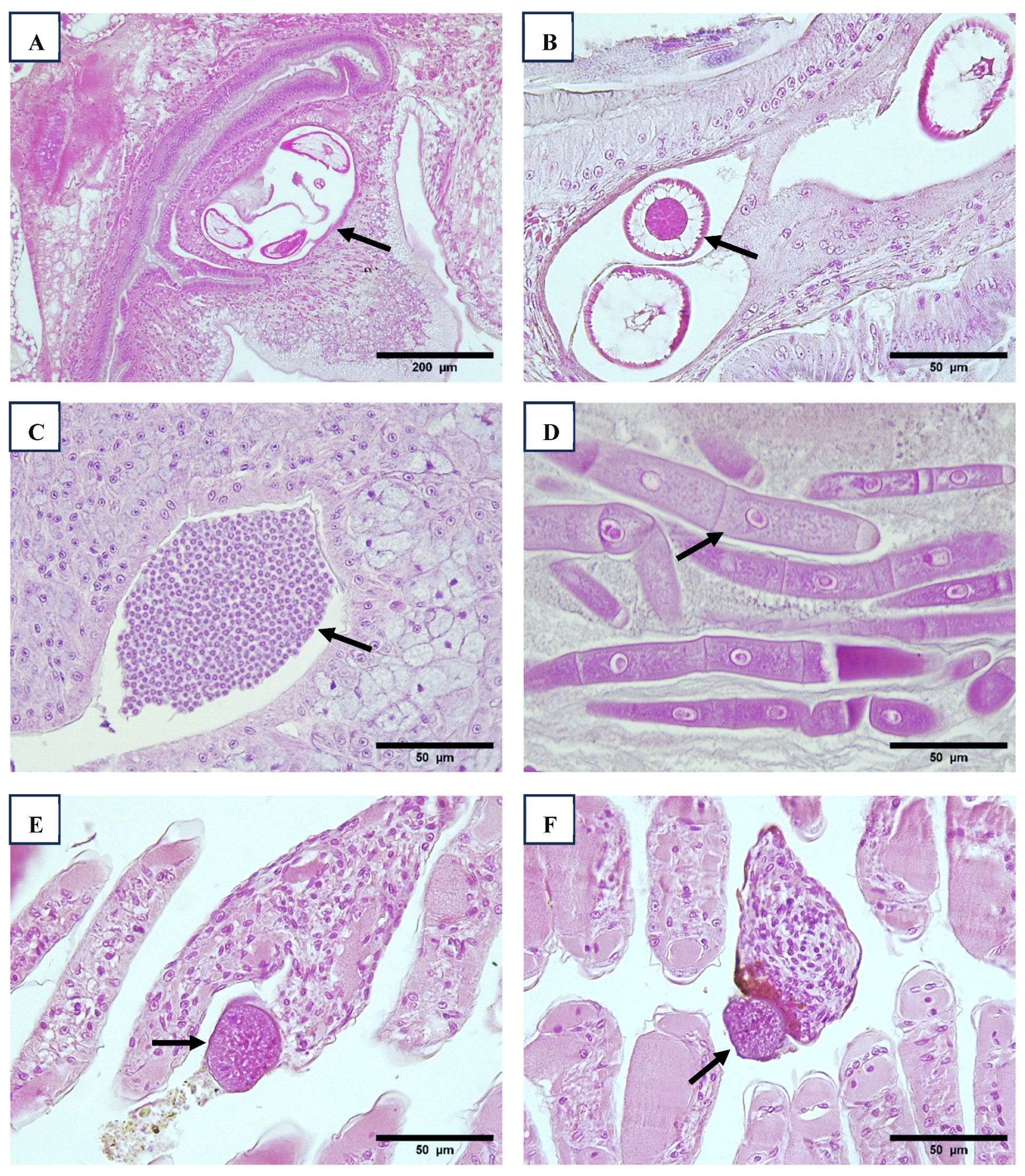 Viruses 17 00187 g008