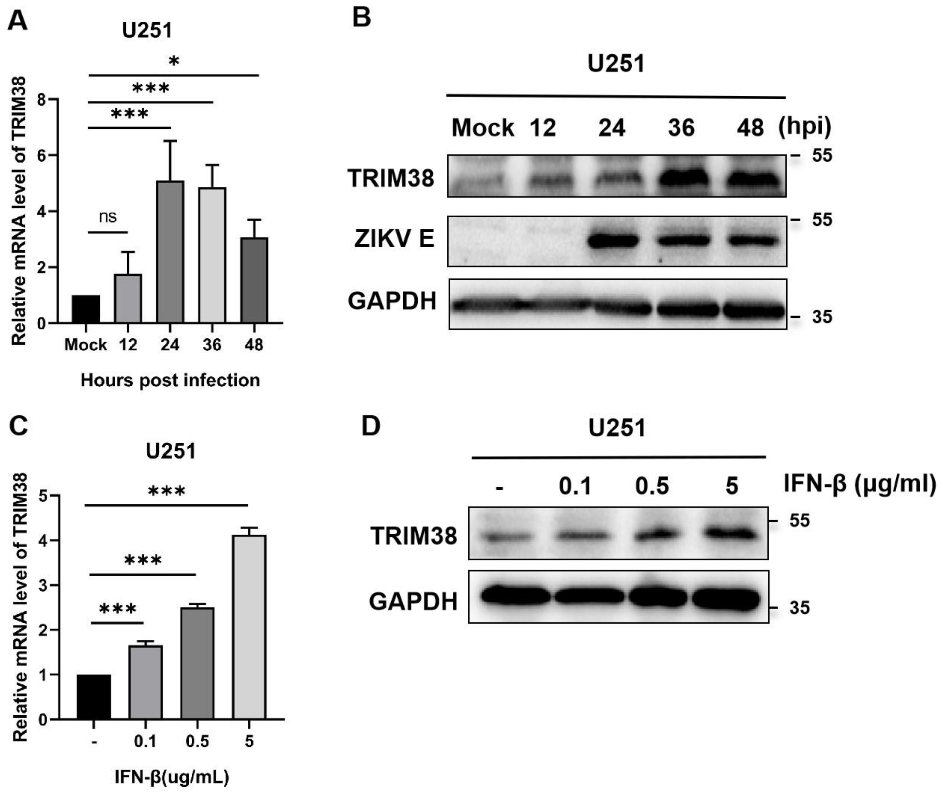 Viruses 17 00199 g001