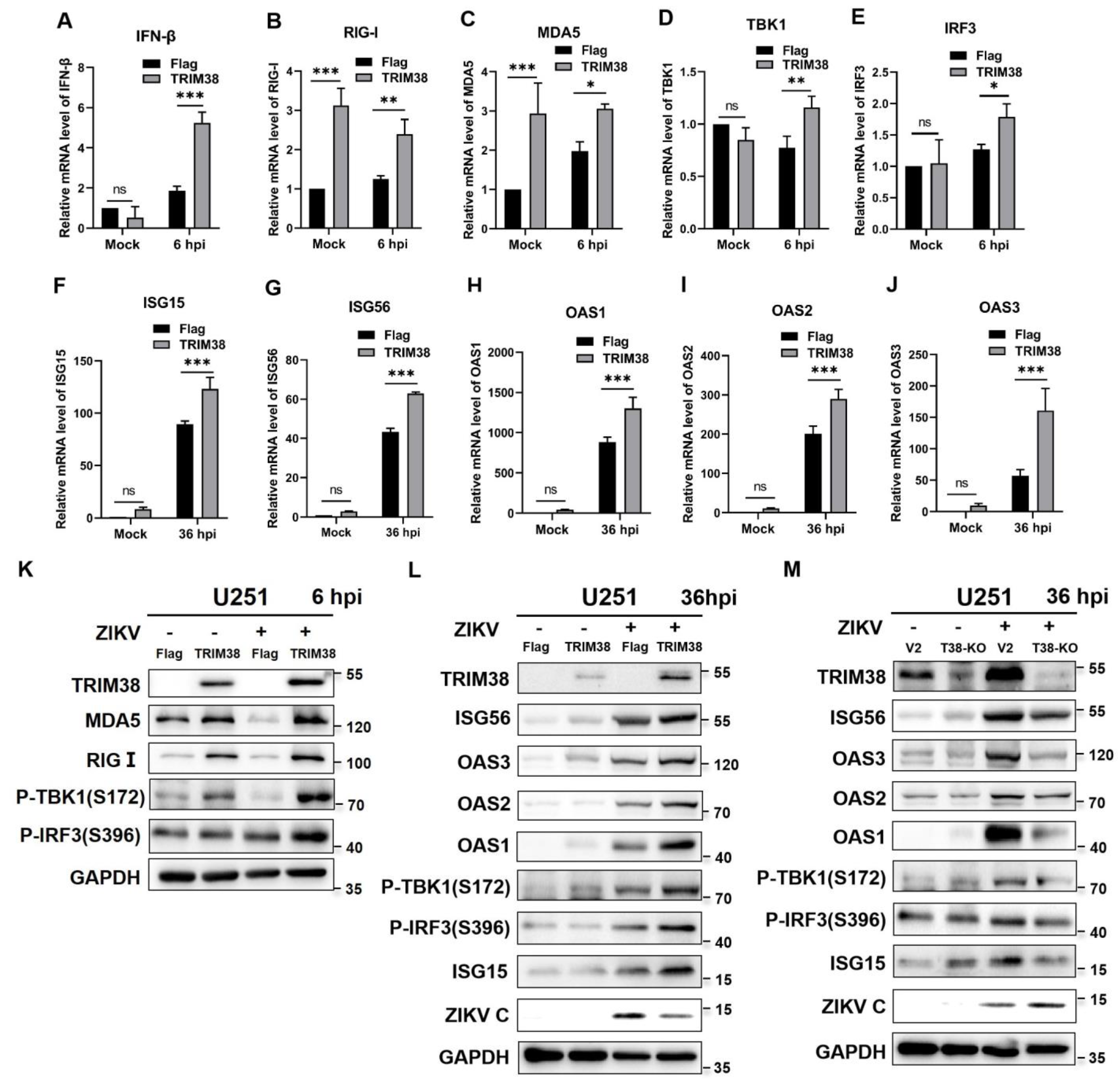 Viruses 17 00199 g004