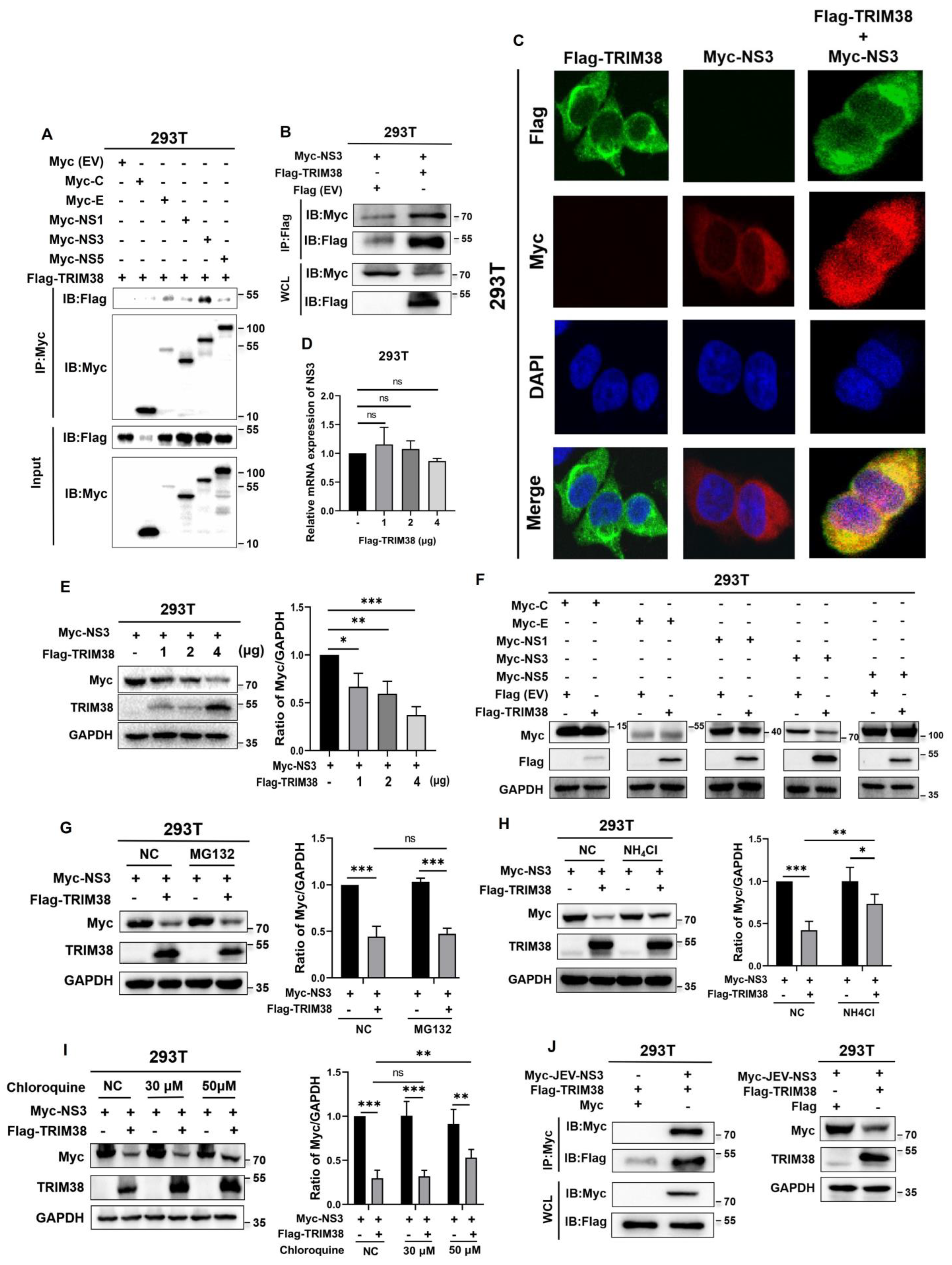 Viruses 17 00199 g005