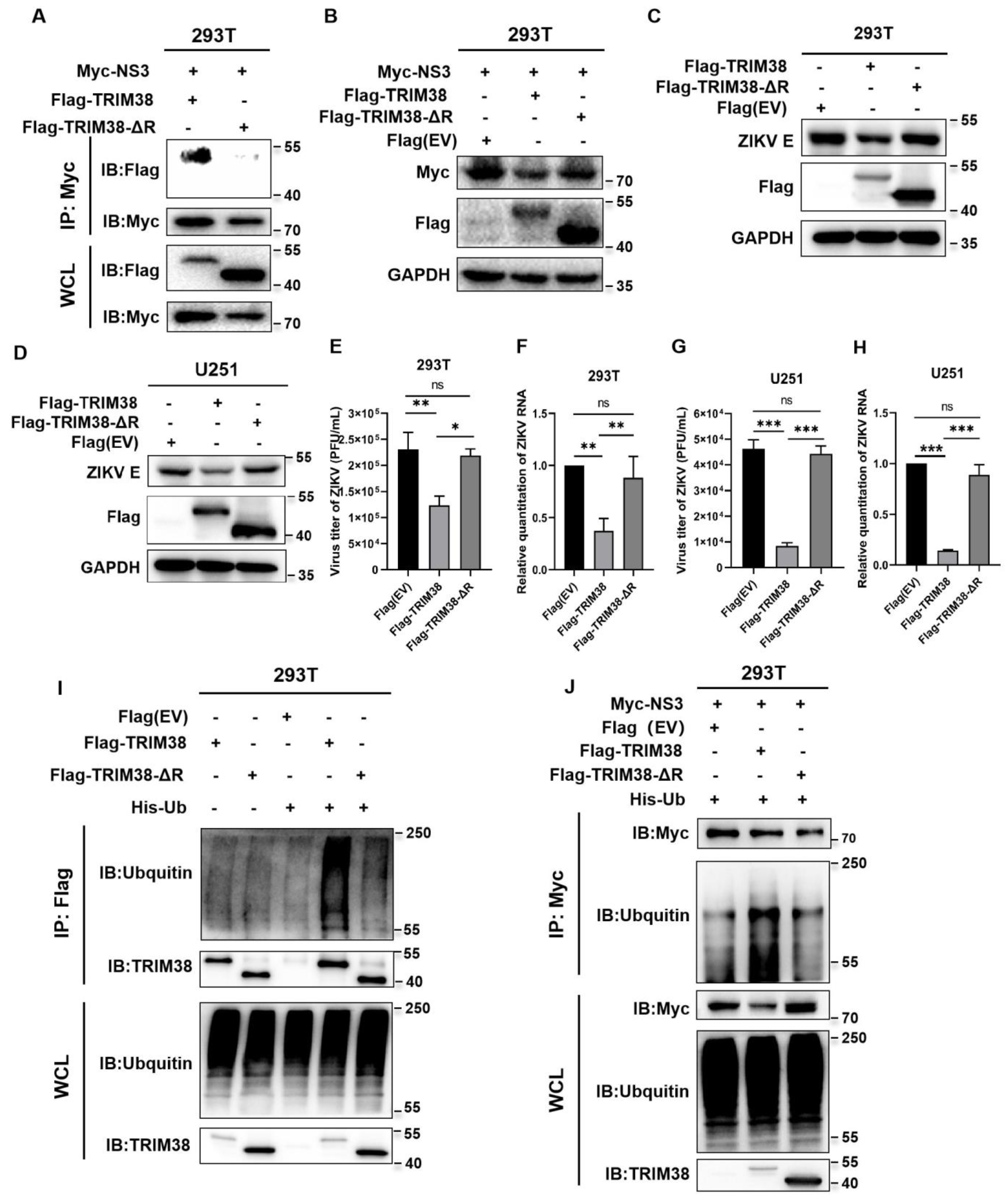 Viruses 17 00199 g006
