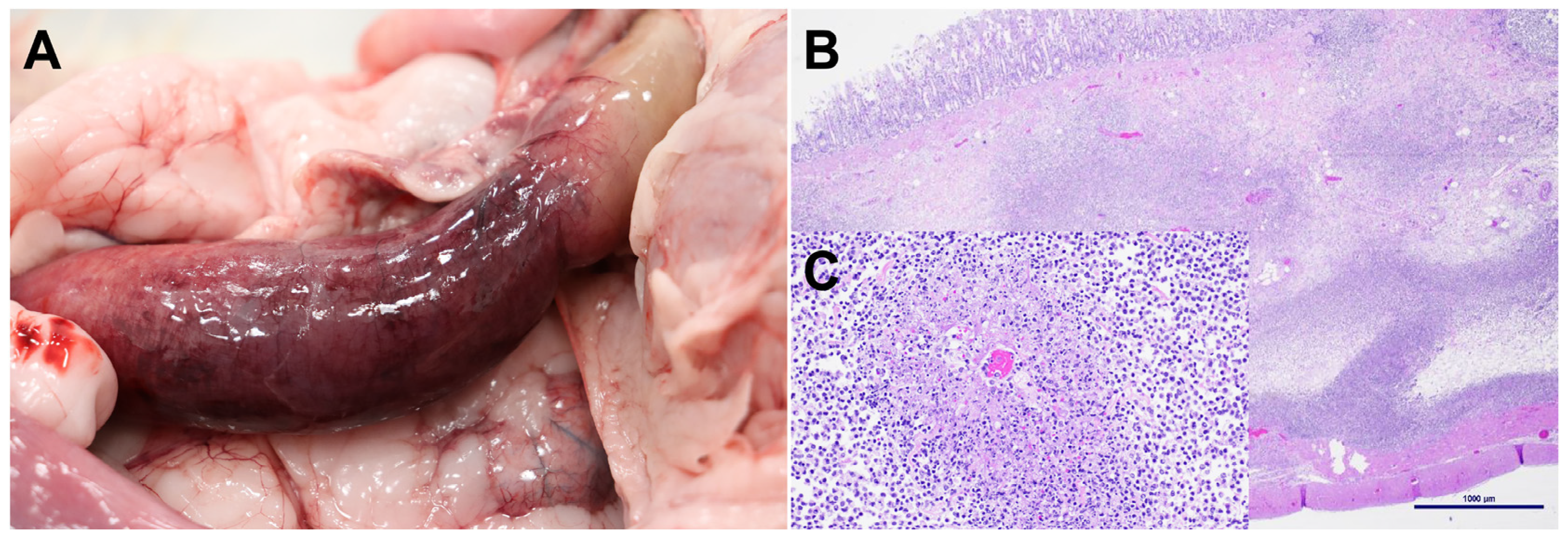 Viruses 17 00209 g001