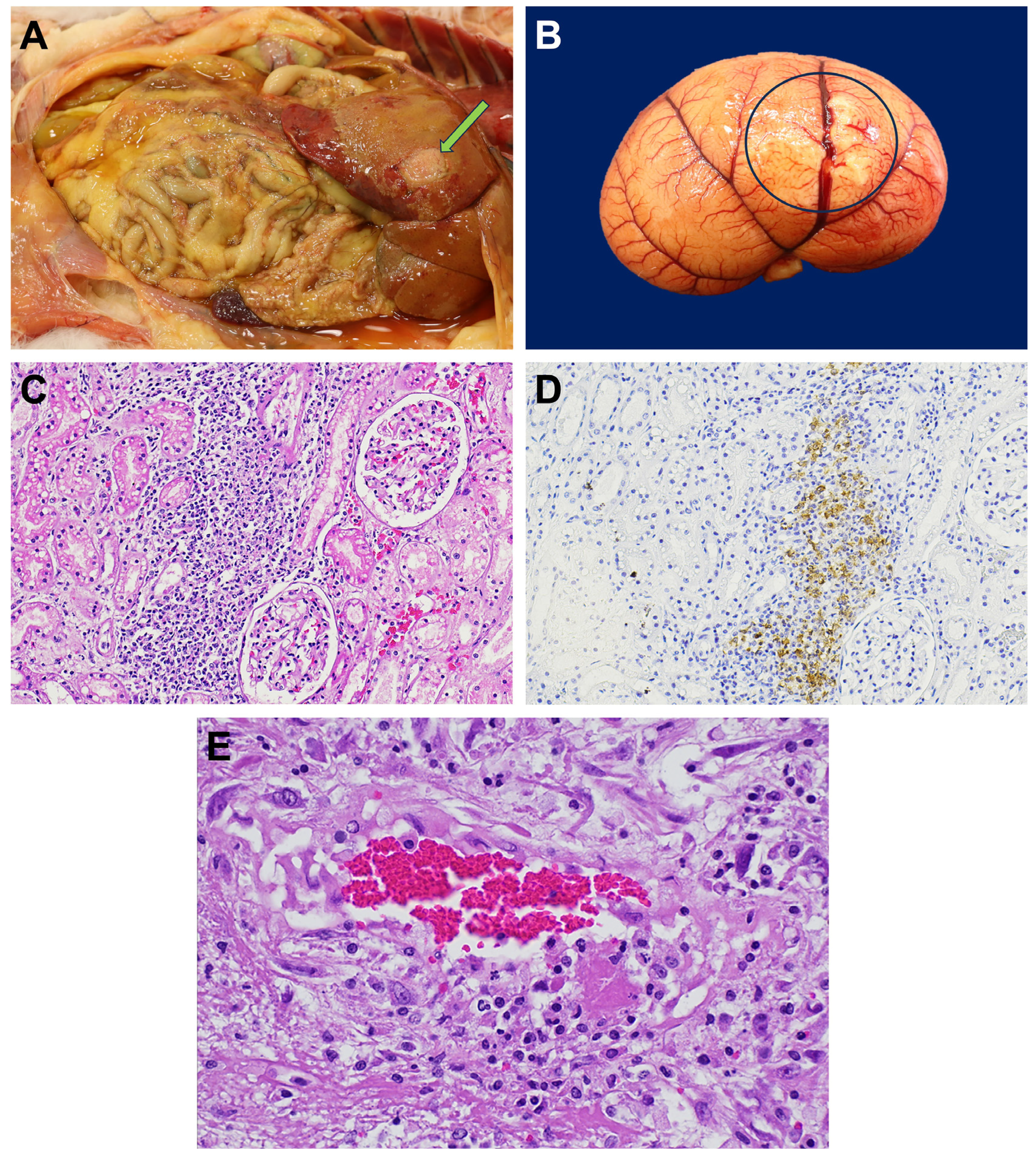 Viruses 17 00209 g002