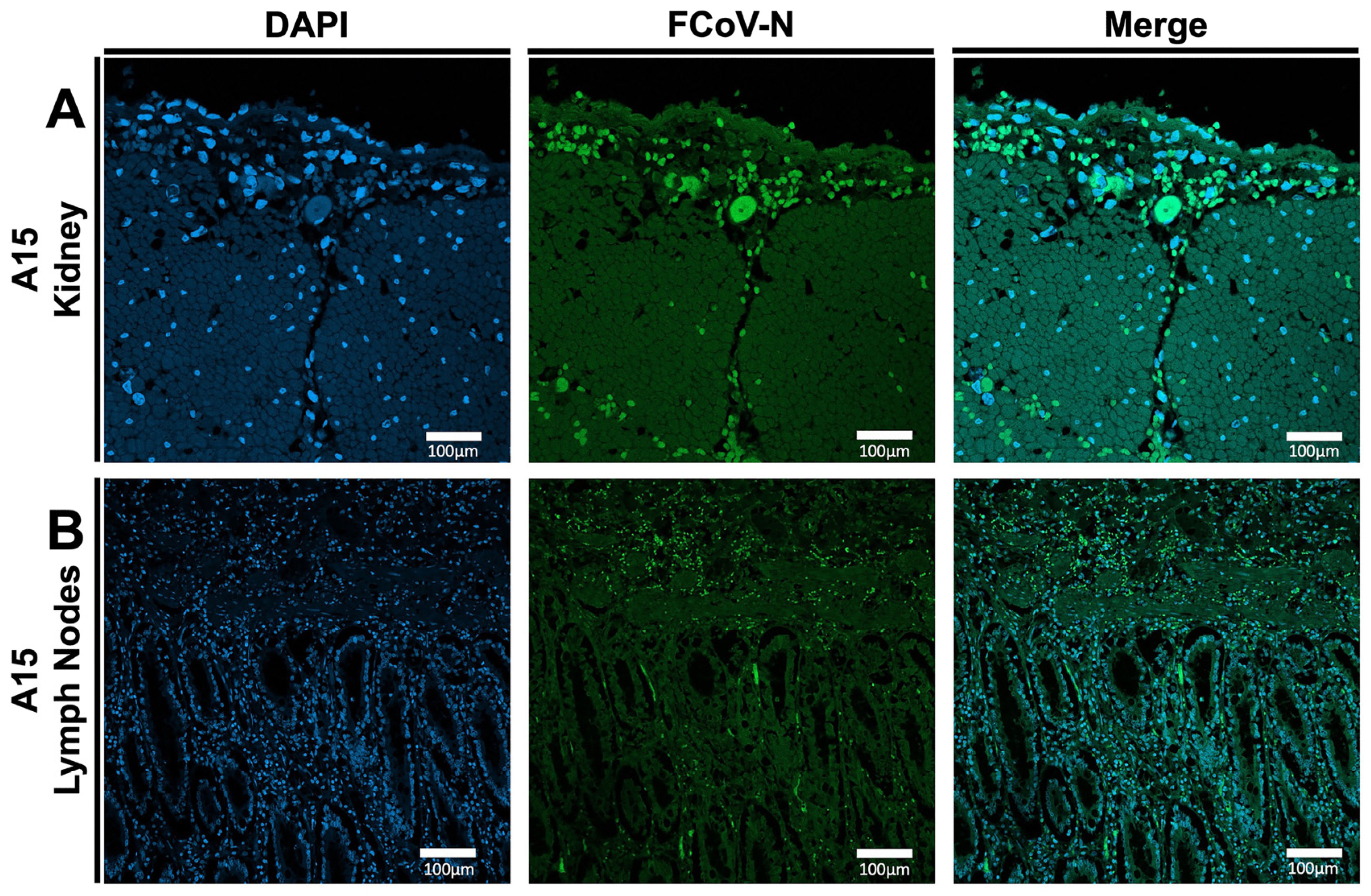Viruses 17 00209 g003