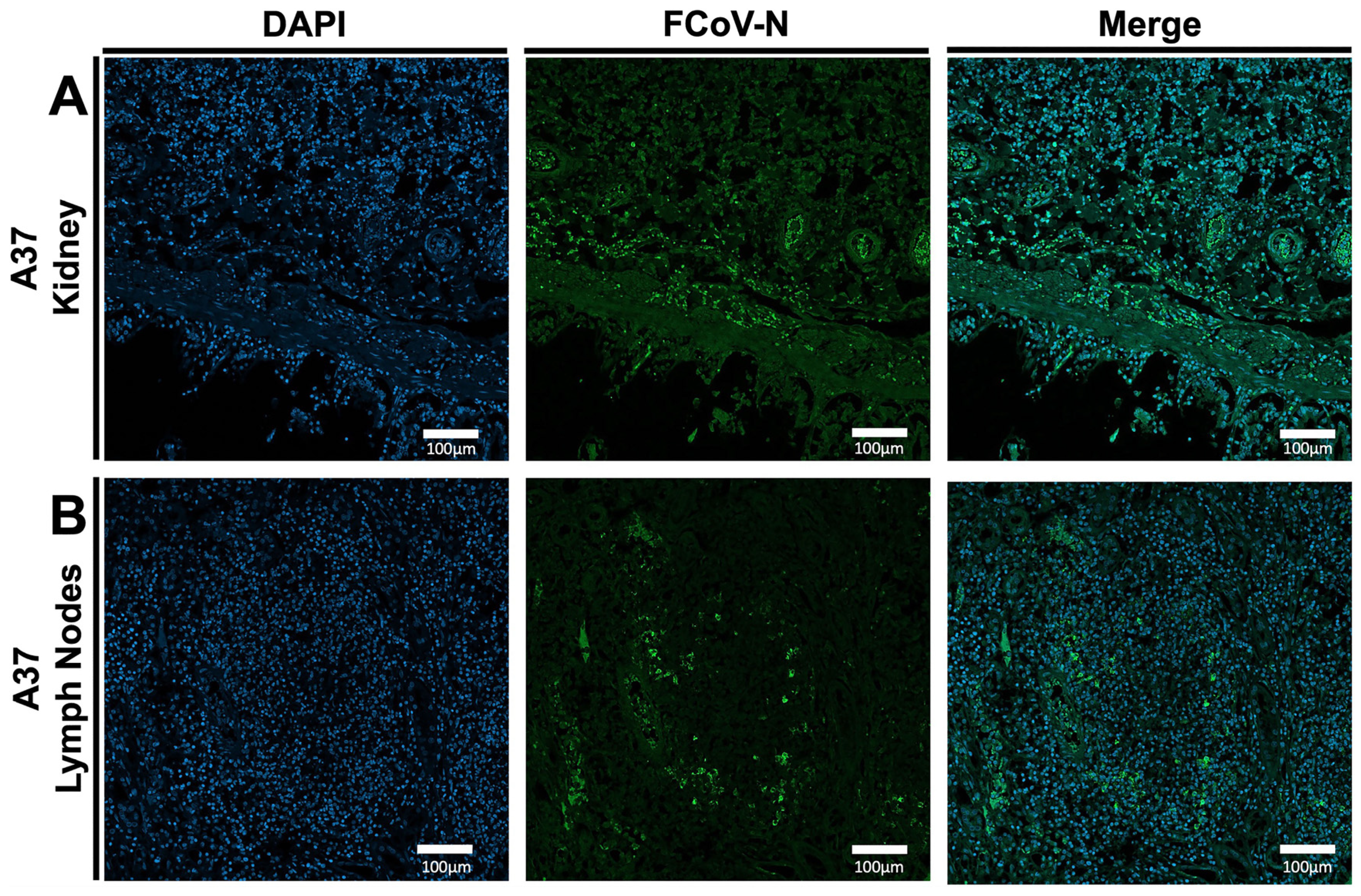 Viruses 17 00209 g004