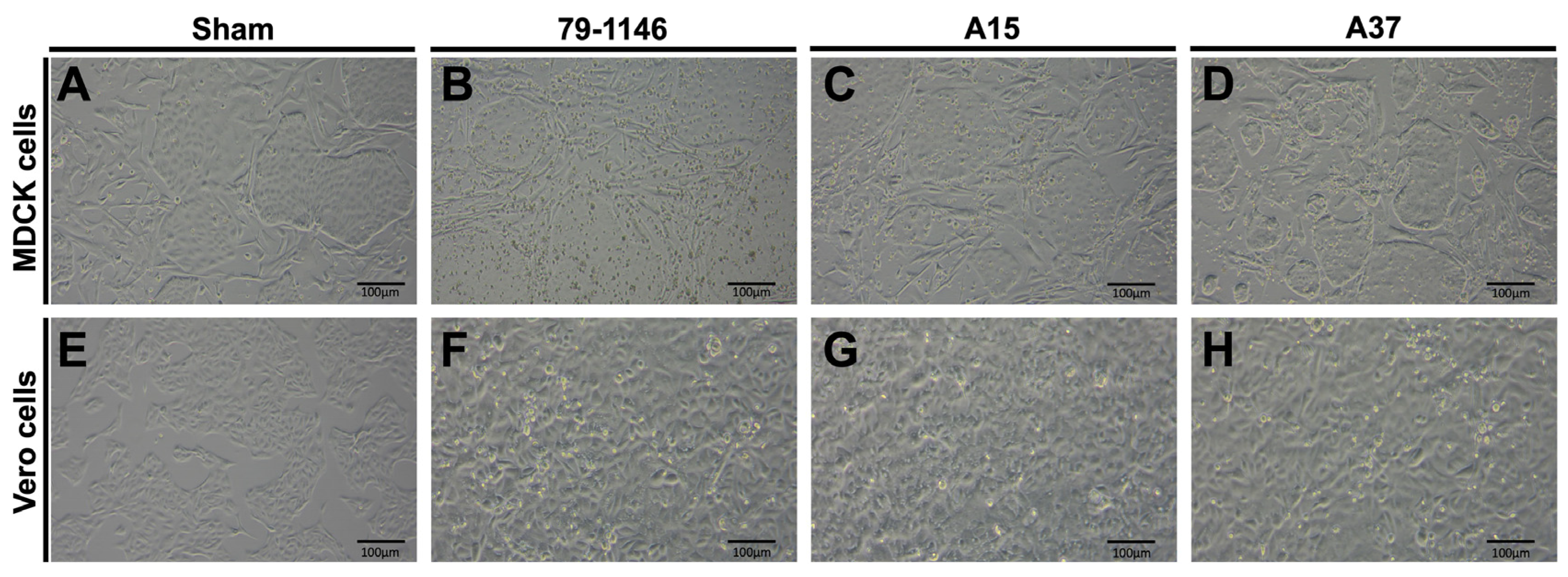 Viruses 17 00209 g006