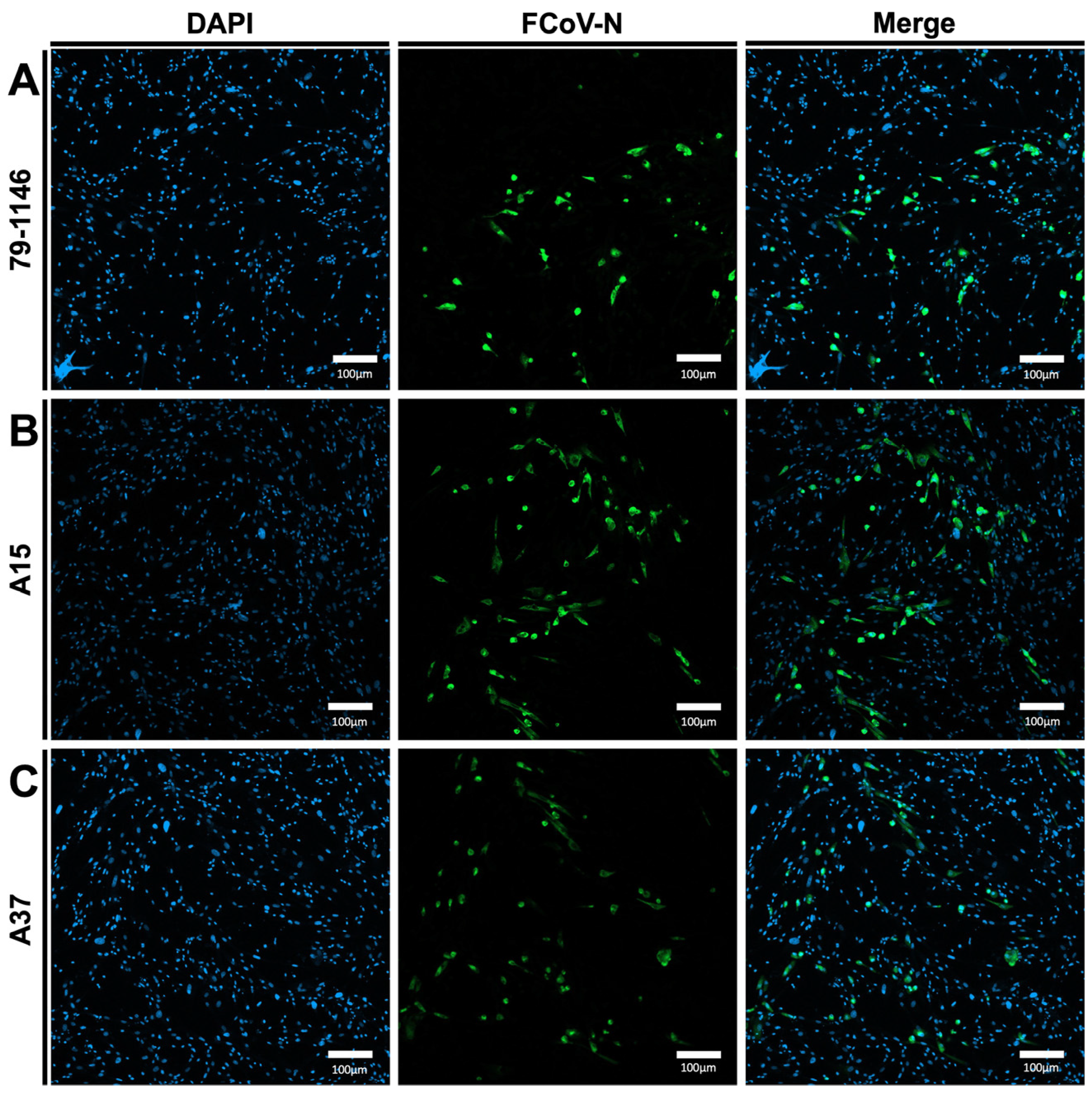 Viruses 17 00209 g007