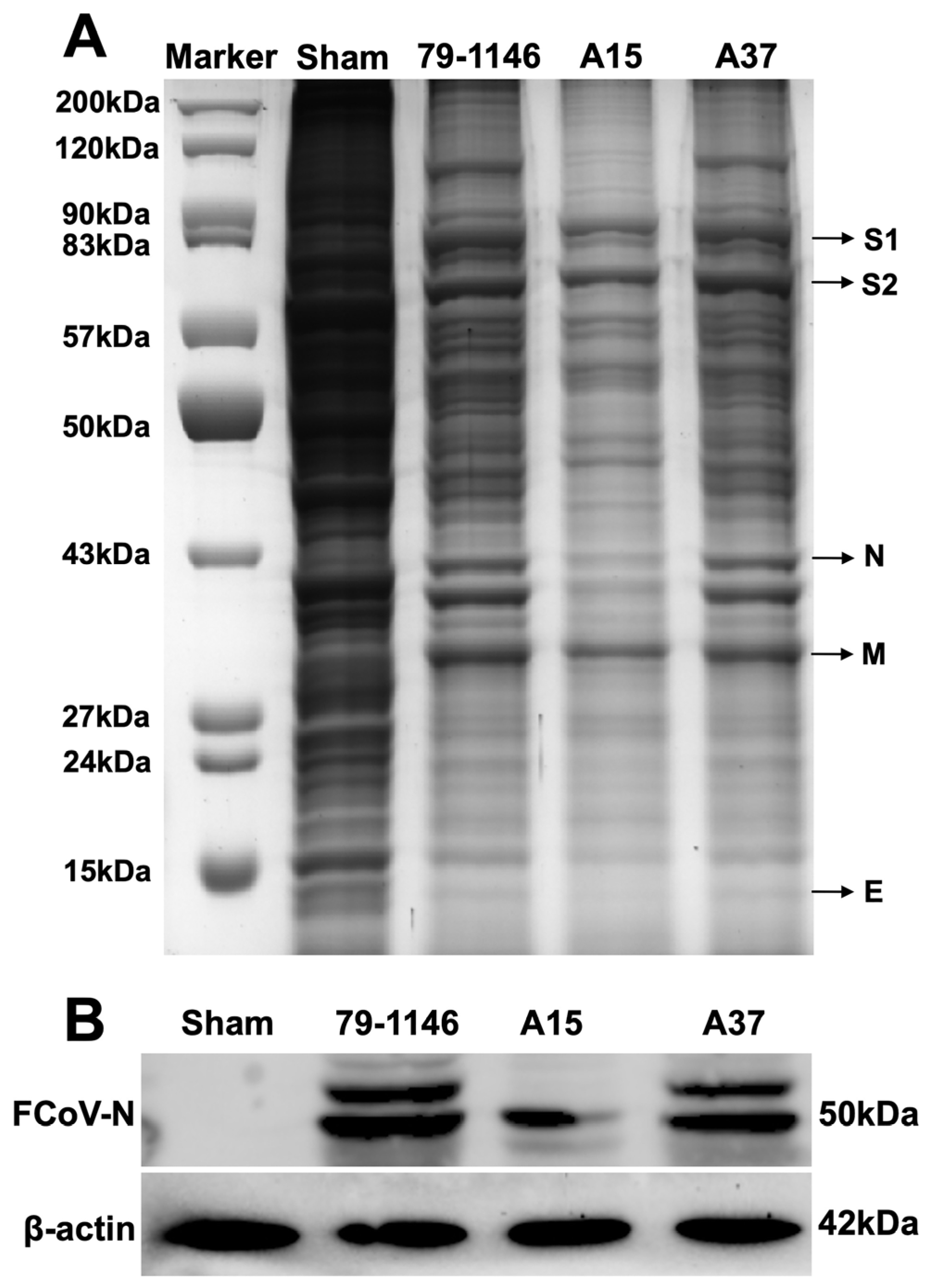 Viruses 17 00209 g009