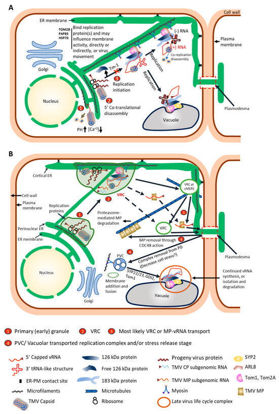 Viruses 17 00214 g002