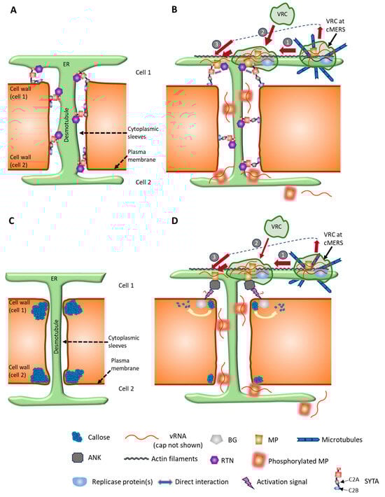 Viruses 17 00214 g003