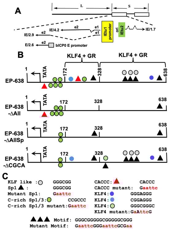 Viruses 17 00229 g001